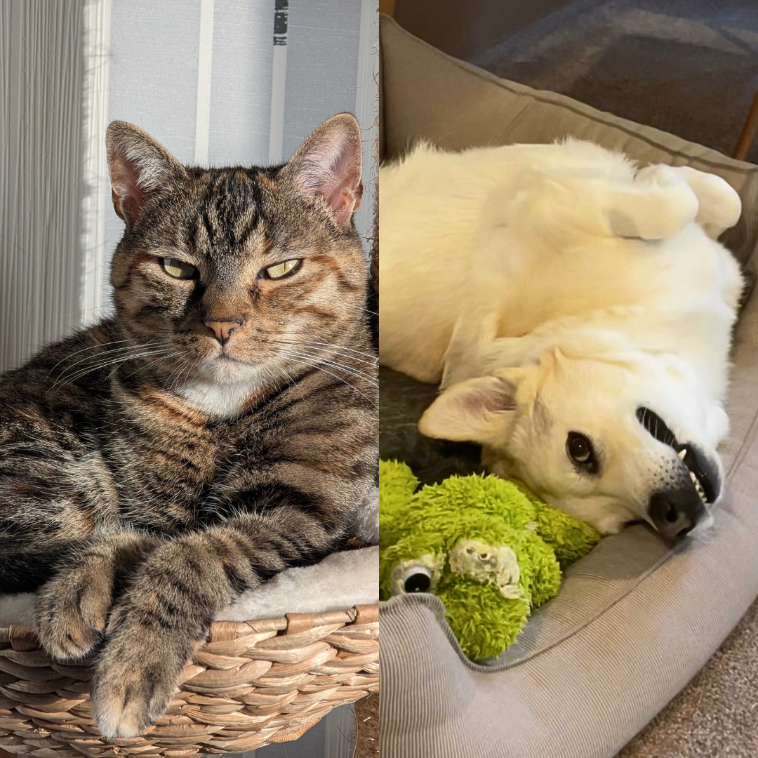 Pixel art of Milou, a brown cat and Lani, a white dog. Moprhs into an actual picture of the two upon hovering.