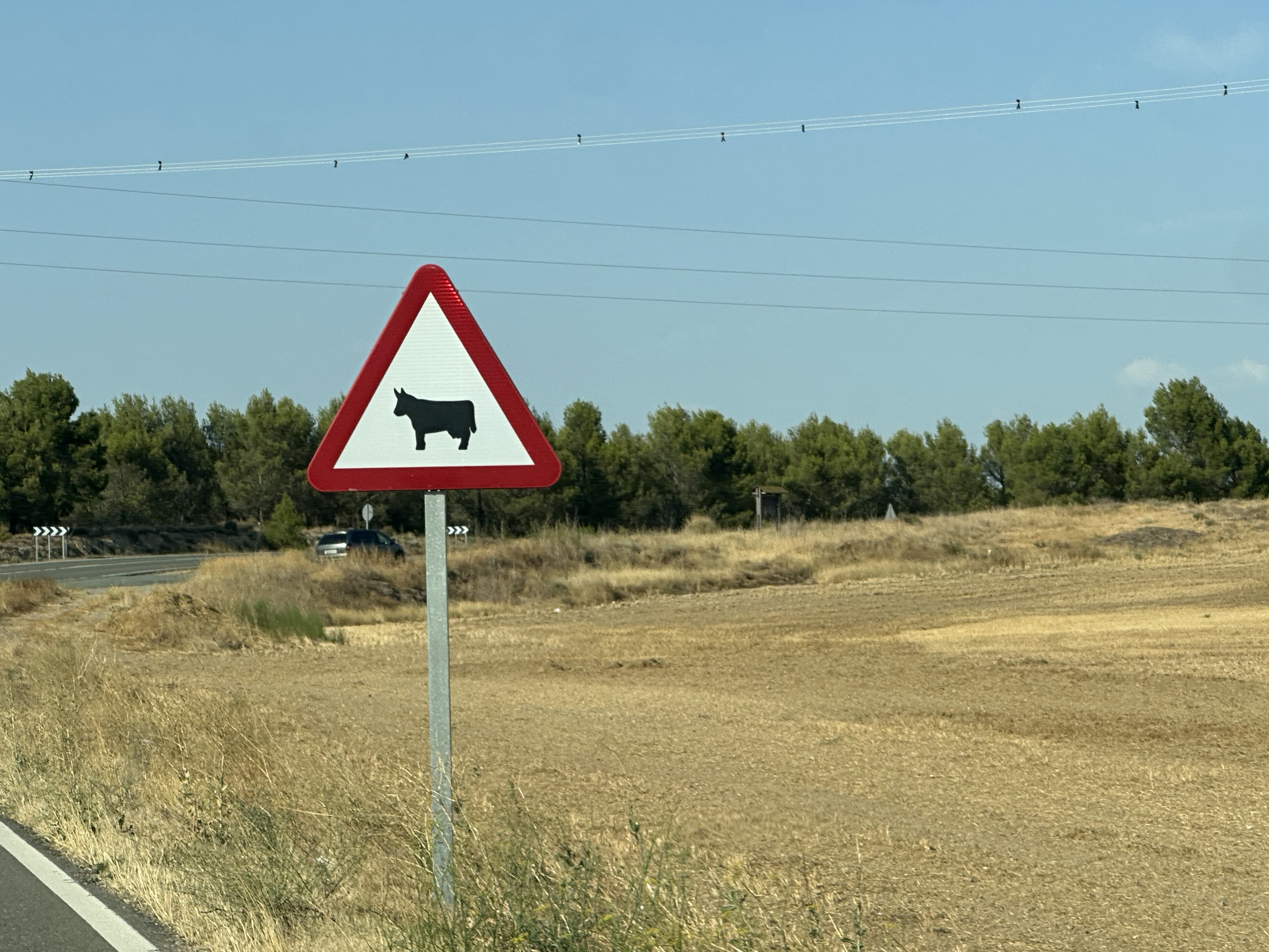 We totally love new road signs! Cows ahead!