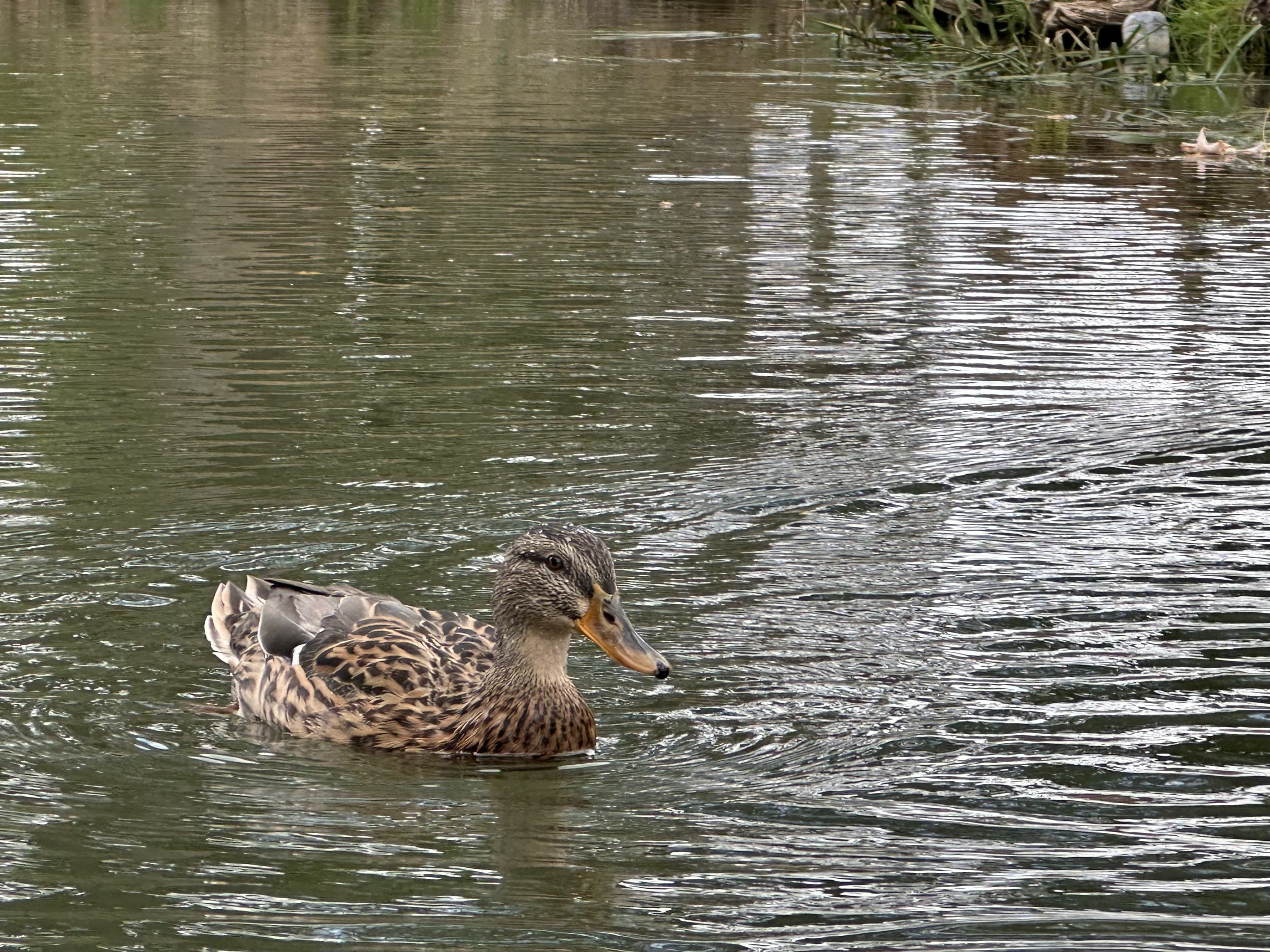 Lots of ducks along the way. They entertained the kids greatly!