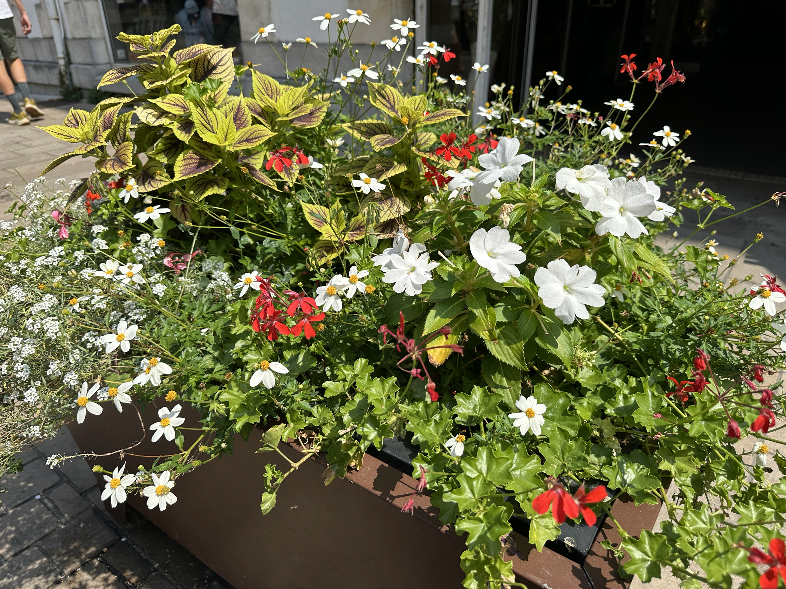 Beautiful flowers decorated the sidewalks of the town.