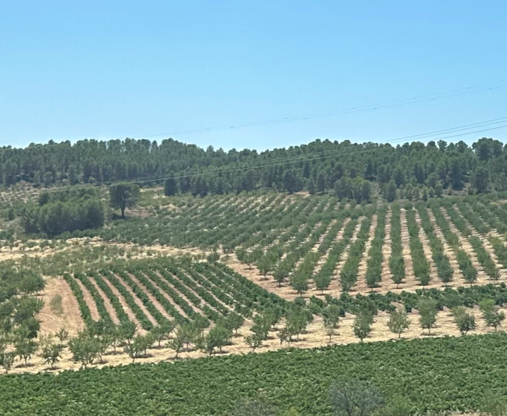 Vineyards along the train route