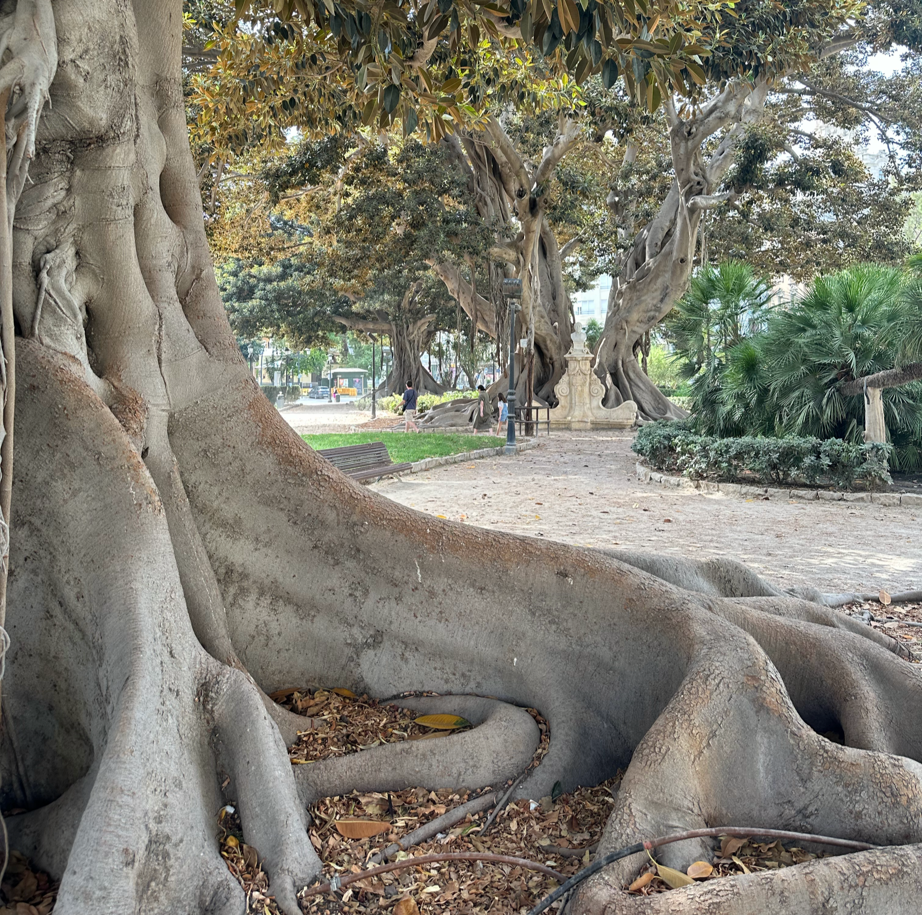 The "Ficus Centenaris de la Glorieta" park across from the Puerta de la Mar has these amazingly large Rubber trees (originally from Australia) 
