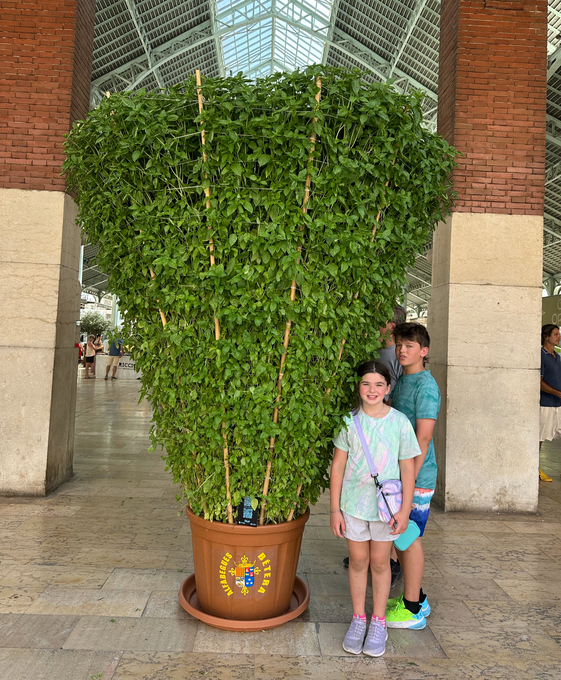 These extremely large basil bushes (Alfabegues) were found at special locations throughout the city (City Hall, The Cathedral of Valencia, the Mercado Colon). They were a gift from Betera, a local community known for growing basil. 