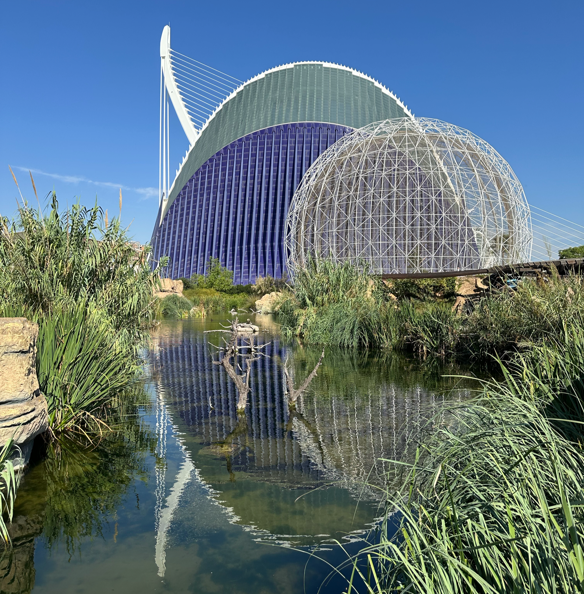 The Aquarium of Valencia (Oceanographic) is right next to the City of Arts and Sciences. The fun architecture continues right into the aquarium.