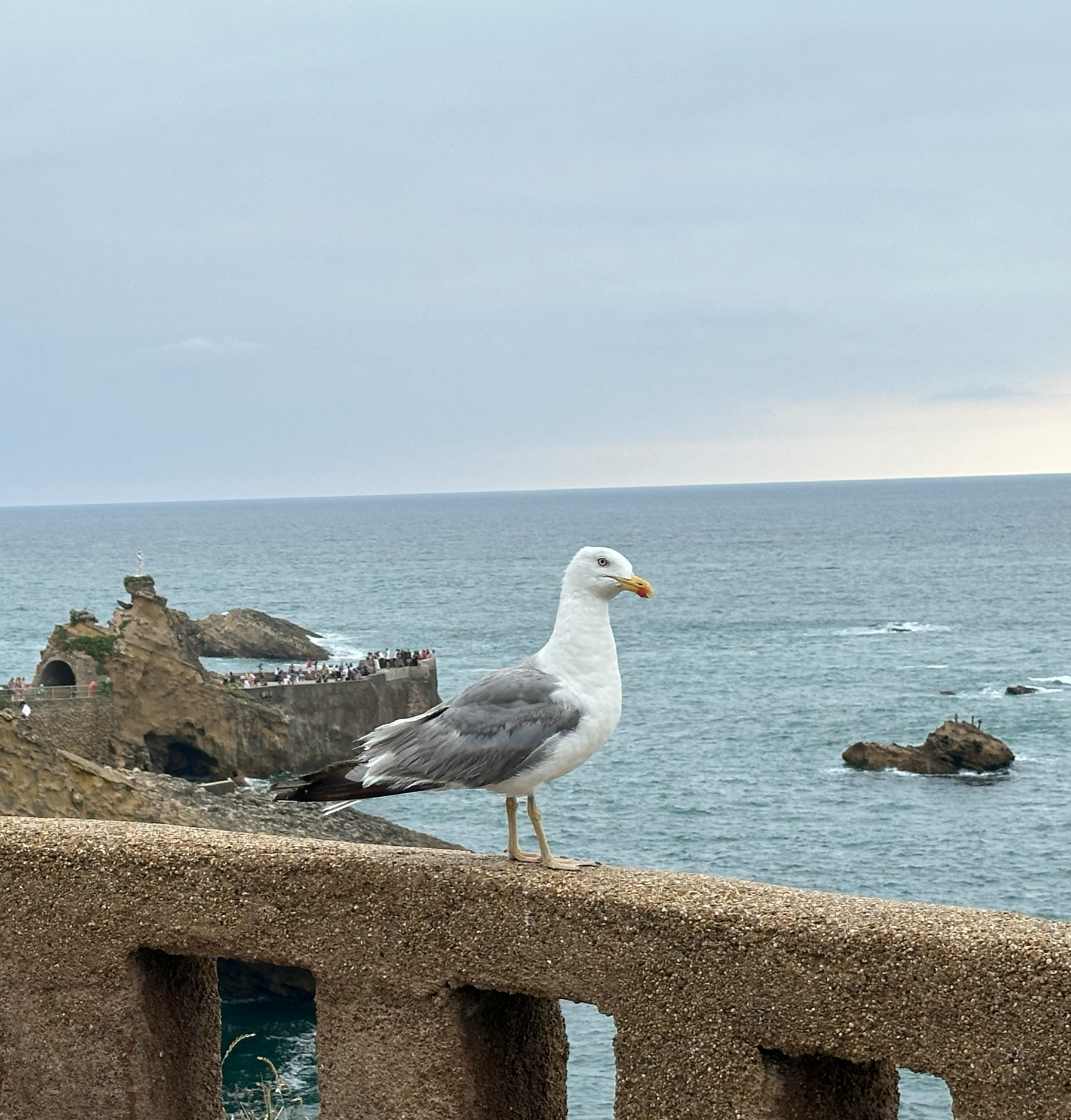 The sea gulls were very entertaining in Biarritz.