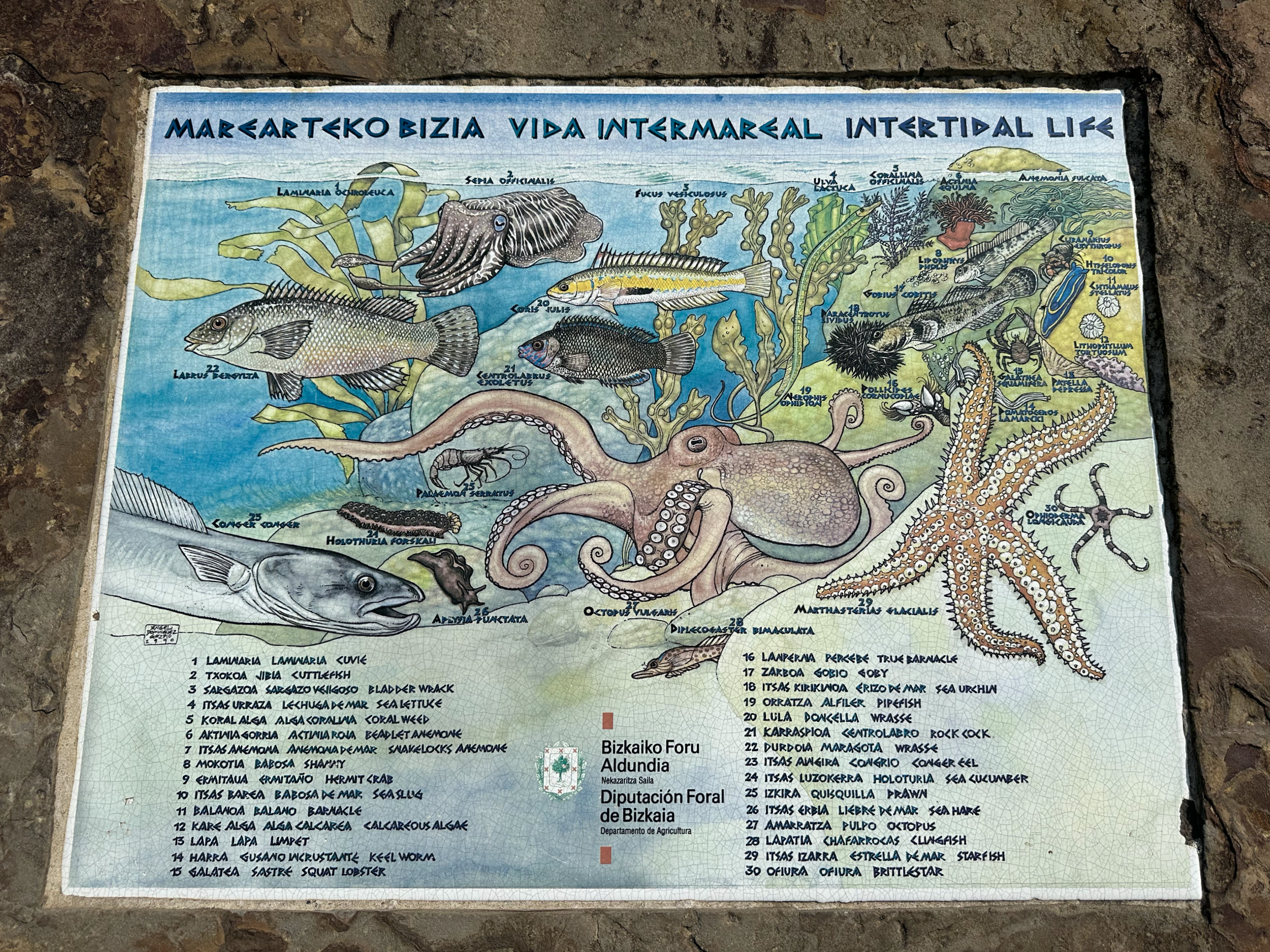 When Joshua saw this plaque for the creatures that live in the intertidal pools, he was keen to climb down.  