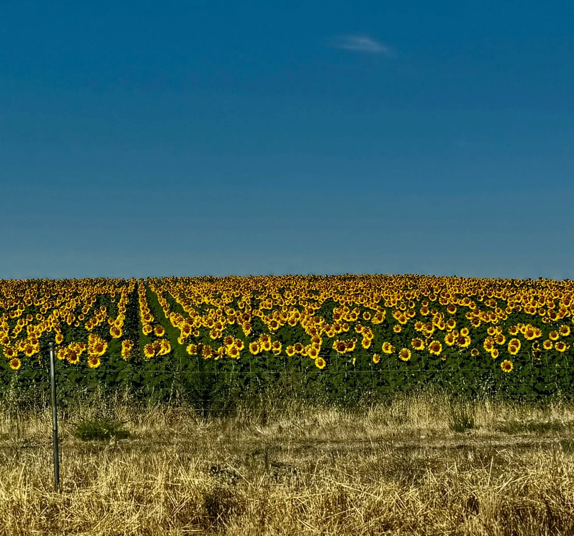 Not only did we see lots of mountains and rock formations, but lots of beautiful sunflowers along the roadside headed south from Bilbao to Madrid.