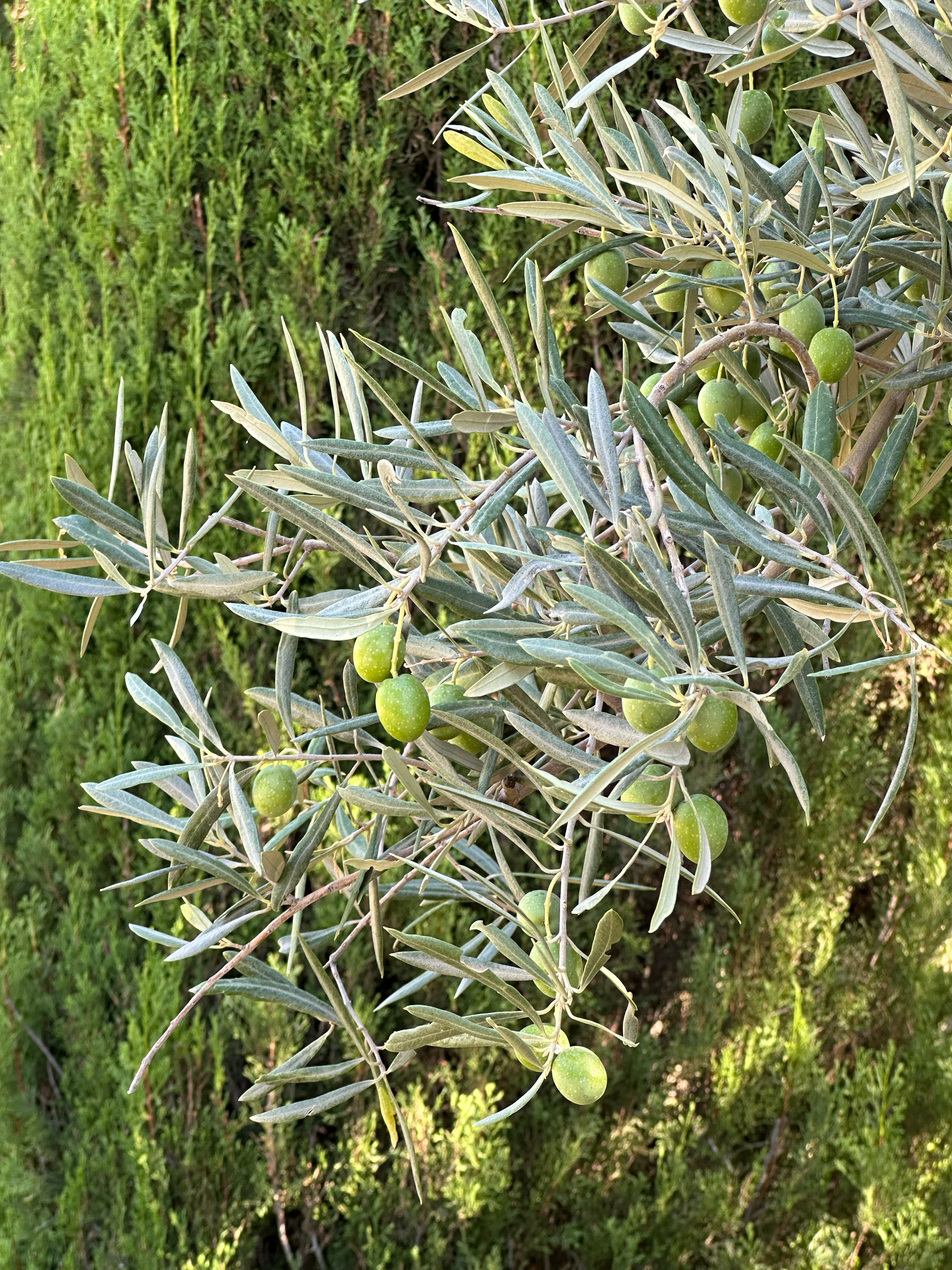 Beautiful olives contrast against the cypress.