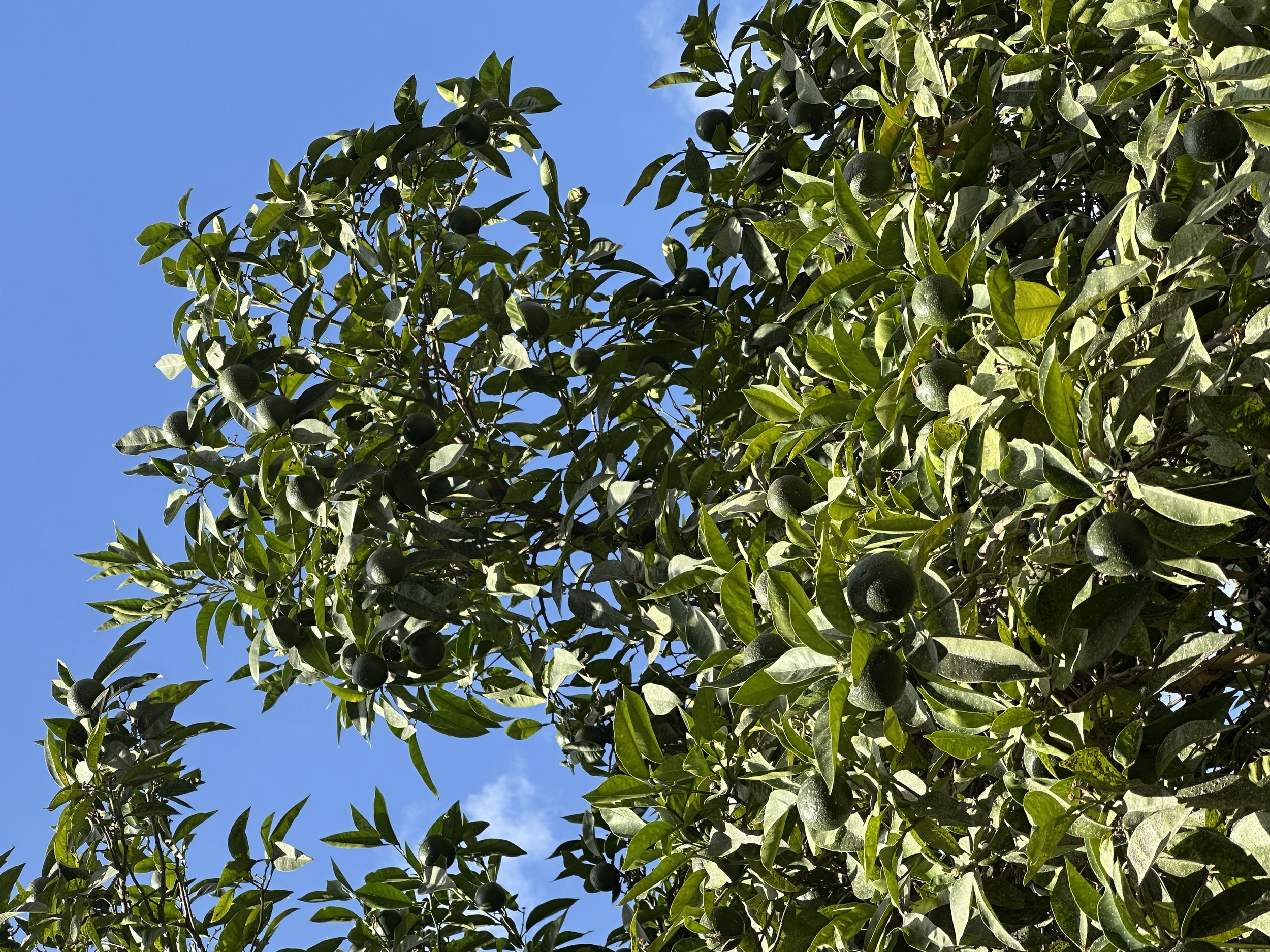 Can you see the oranges? They will turn from green to orange by December. 