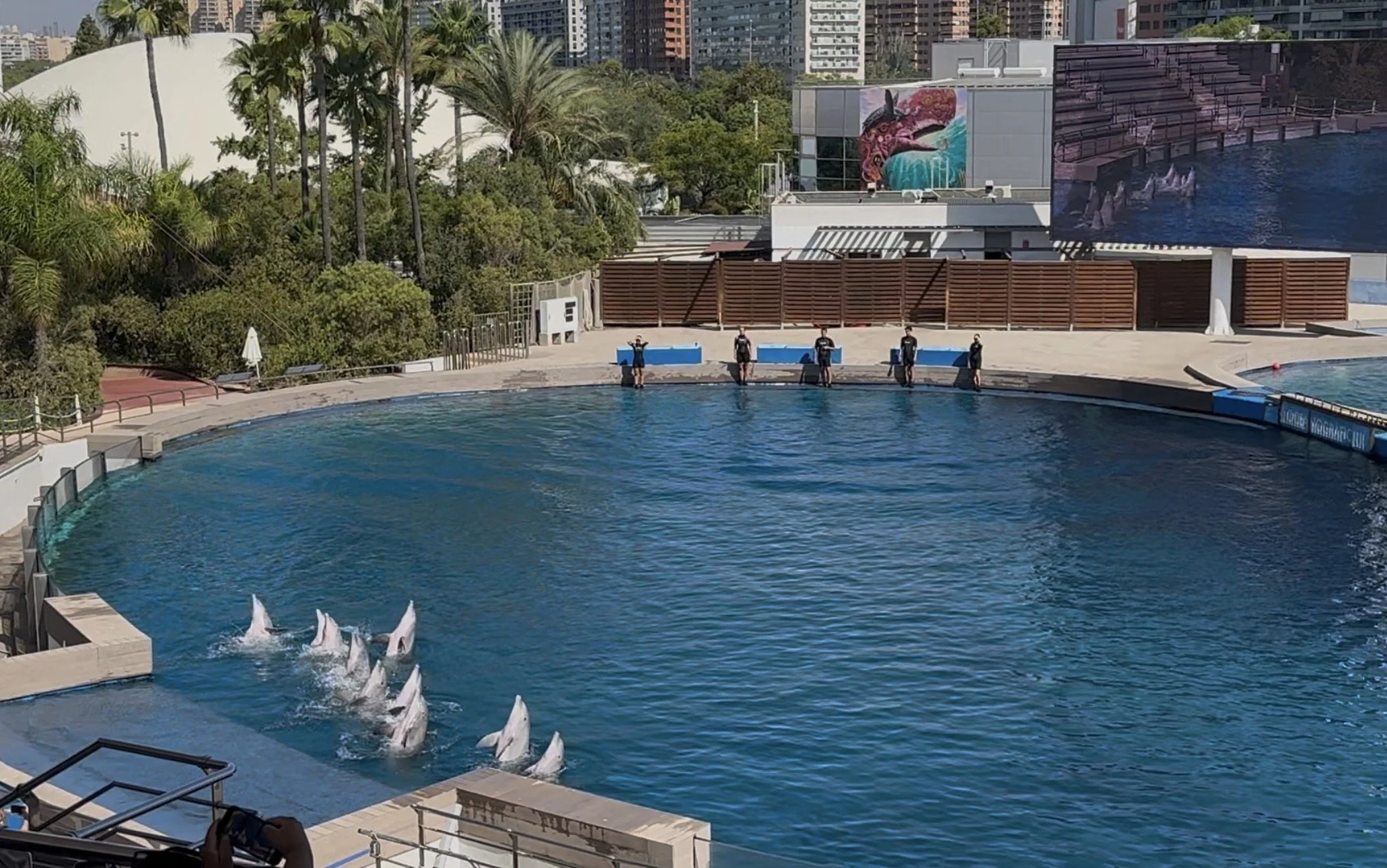 We also were able to see a dolphin show. The aquarium was very focused on conservation and rescuing/caring for animals well.
