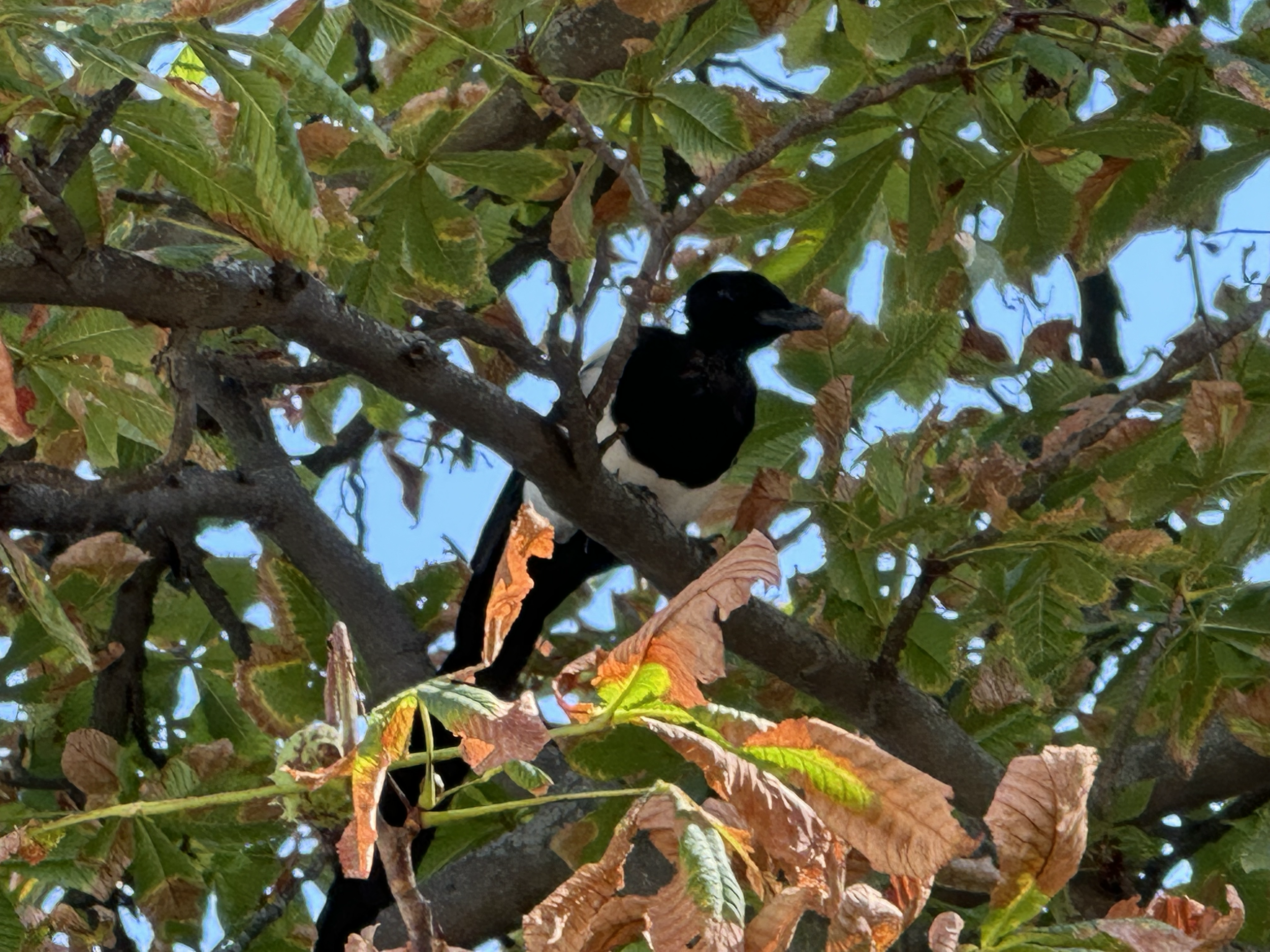 Have I shown you a picture of a Magpie before? We've seen these birds all around Europe. They are very distinct with the black head and white mid-body.  