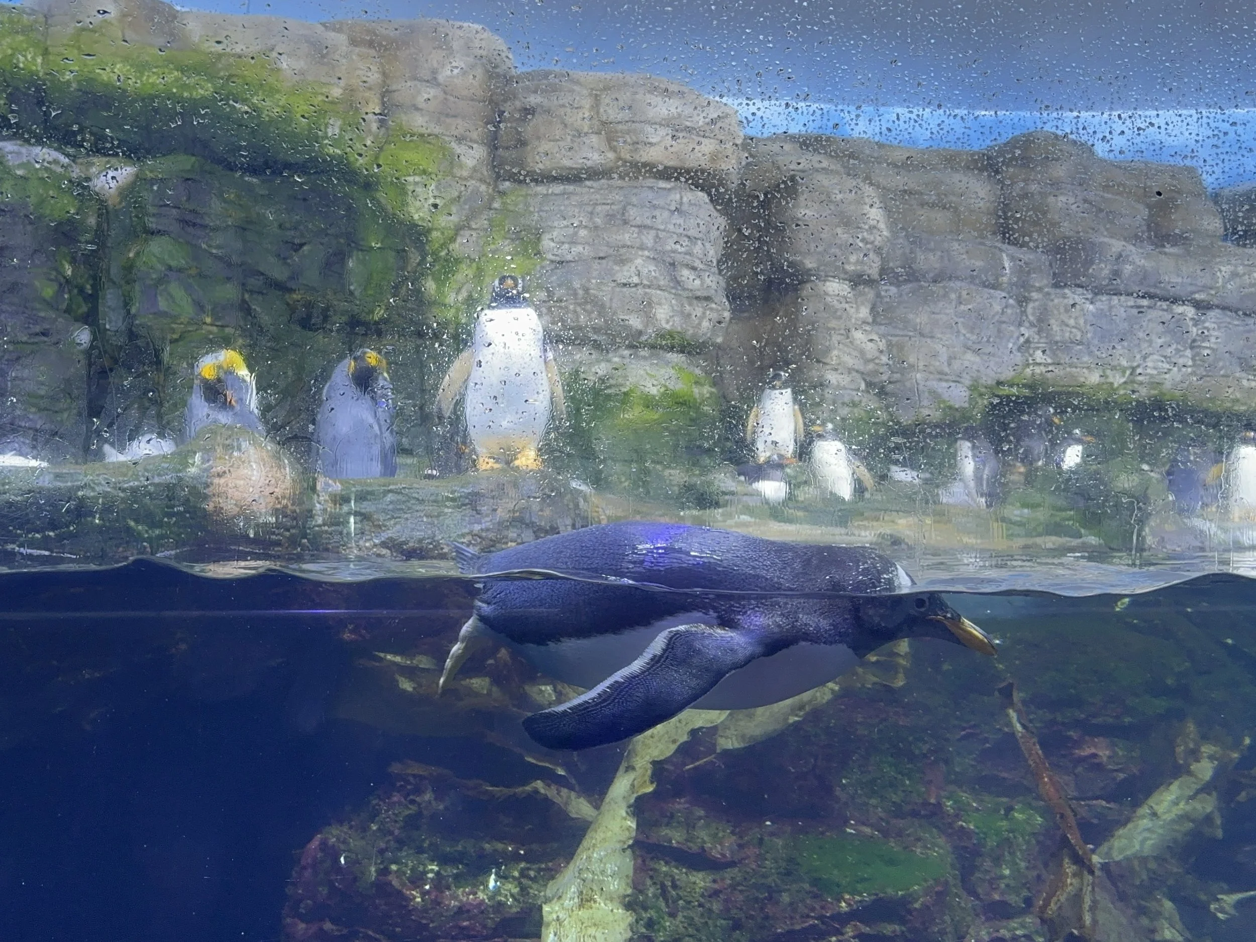 There was also a great penguin exhibit.  These guys were very active.
