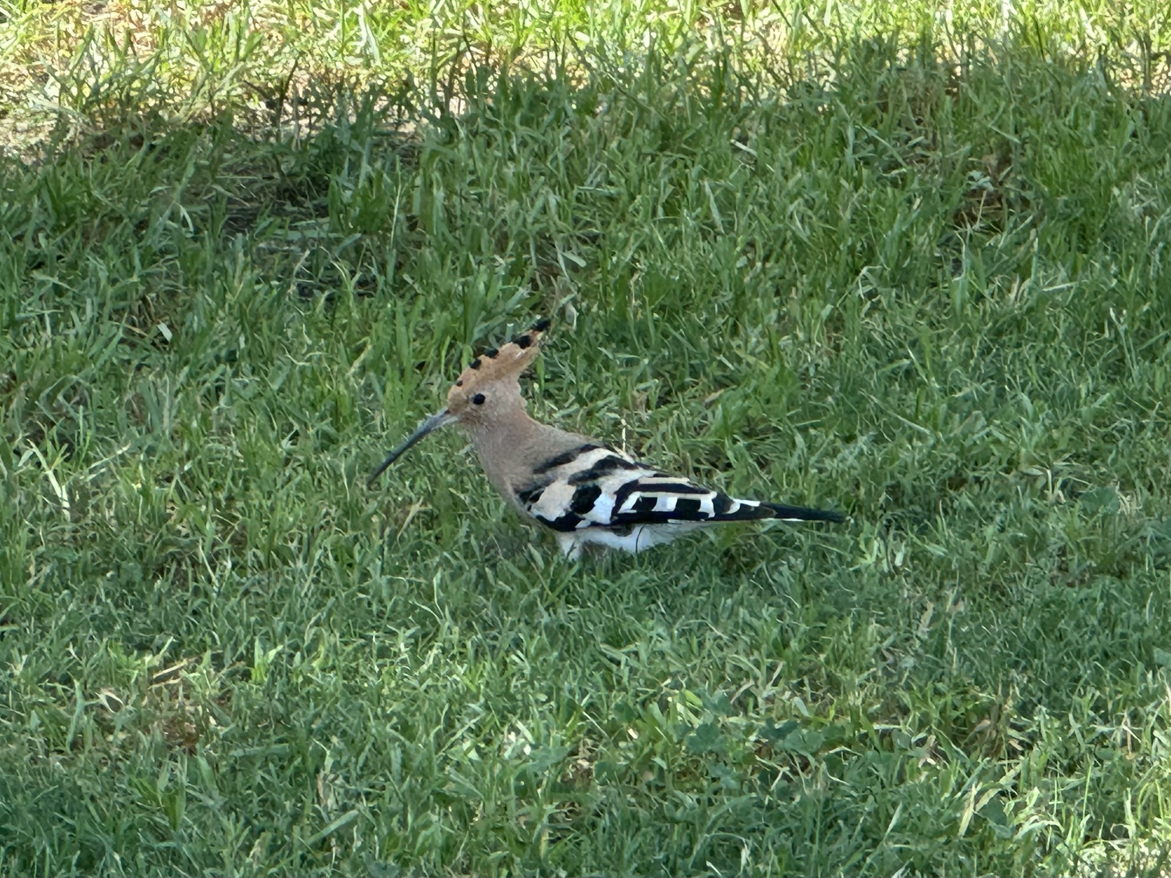As we rode through the Turia, we saw a bird like we've never seen before. The kids were especially interested in this. This is a Common Hoopoe, found in North Africa and the upper Mediterranean countries.
