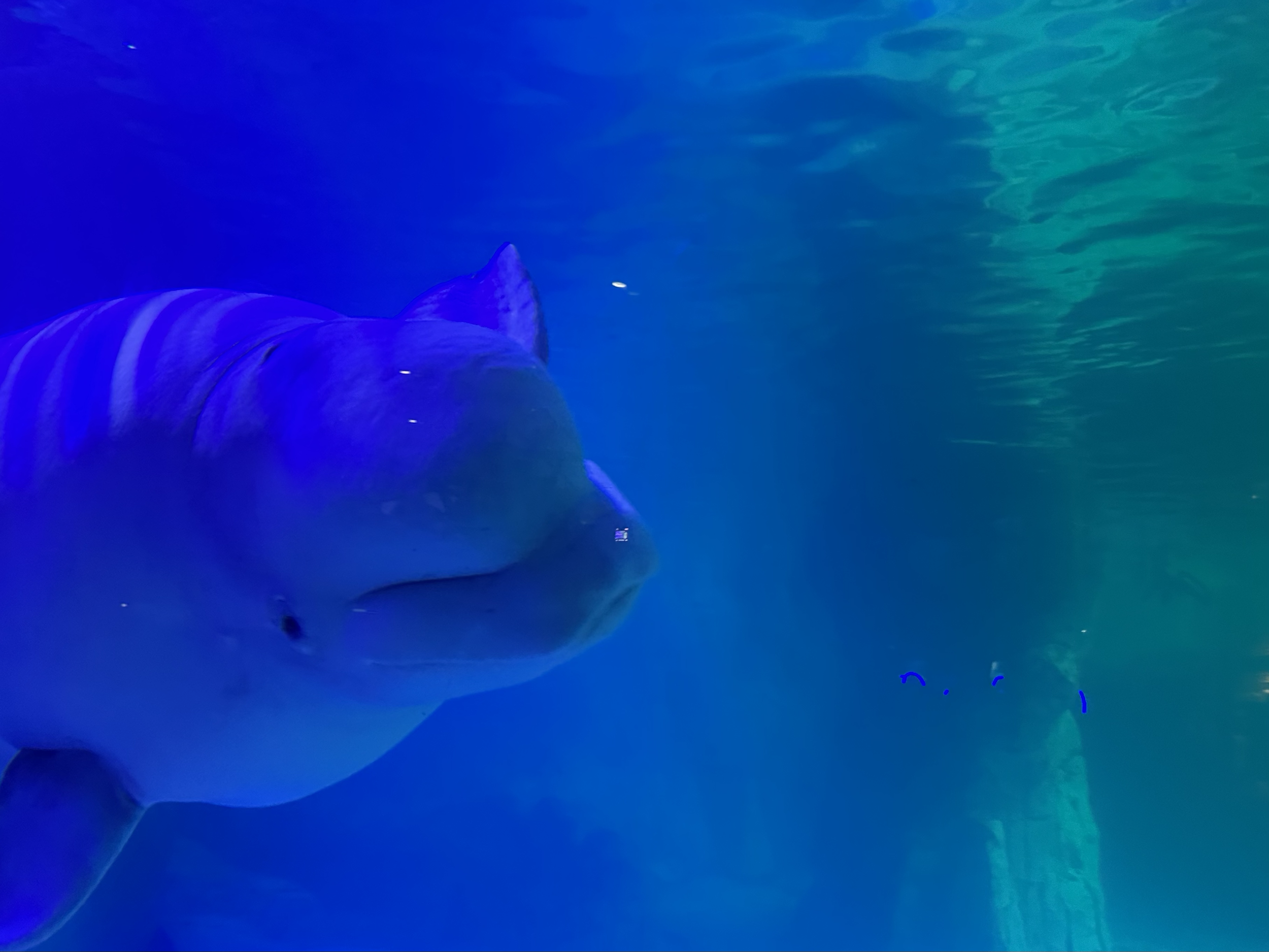 We especially enjoyed learning about the beluga whales that were rescued from an aquarium in Ukraine.