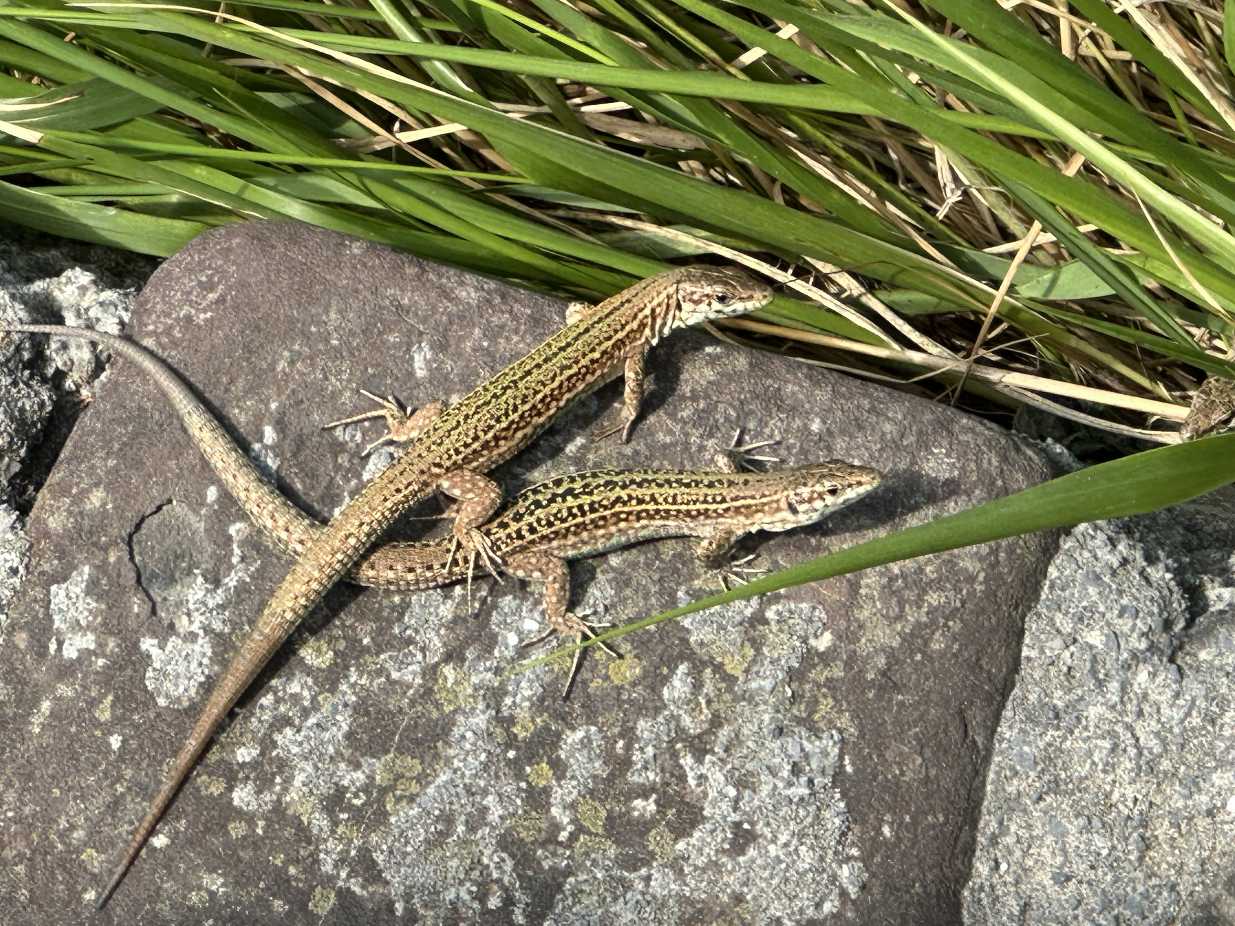 We walked around the outside of the church and quickly noticed that a group of lizards (a lounge!) is living among the rocks at the top.  They come out to sun on the rocks and as soon as a person walks by, they dart back into the rocks.  