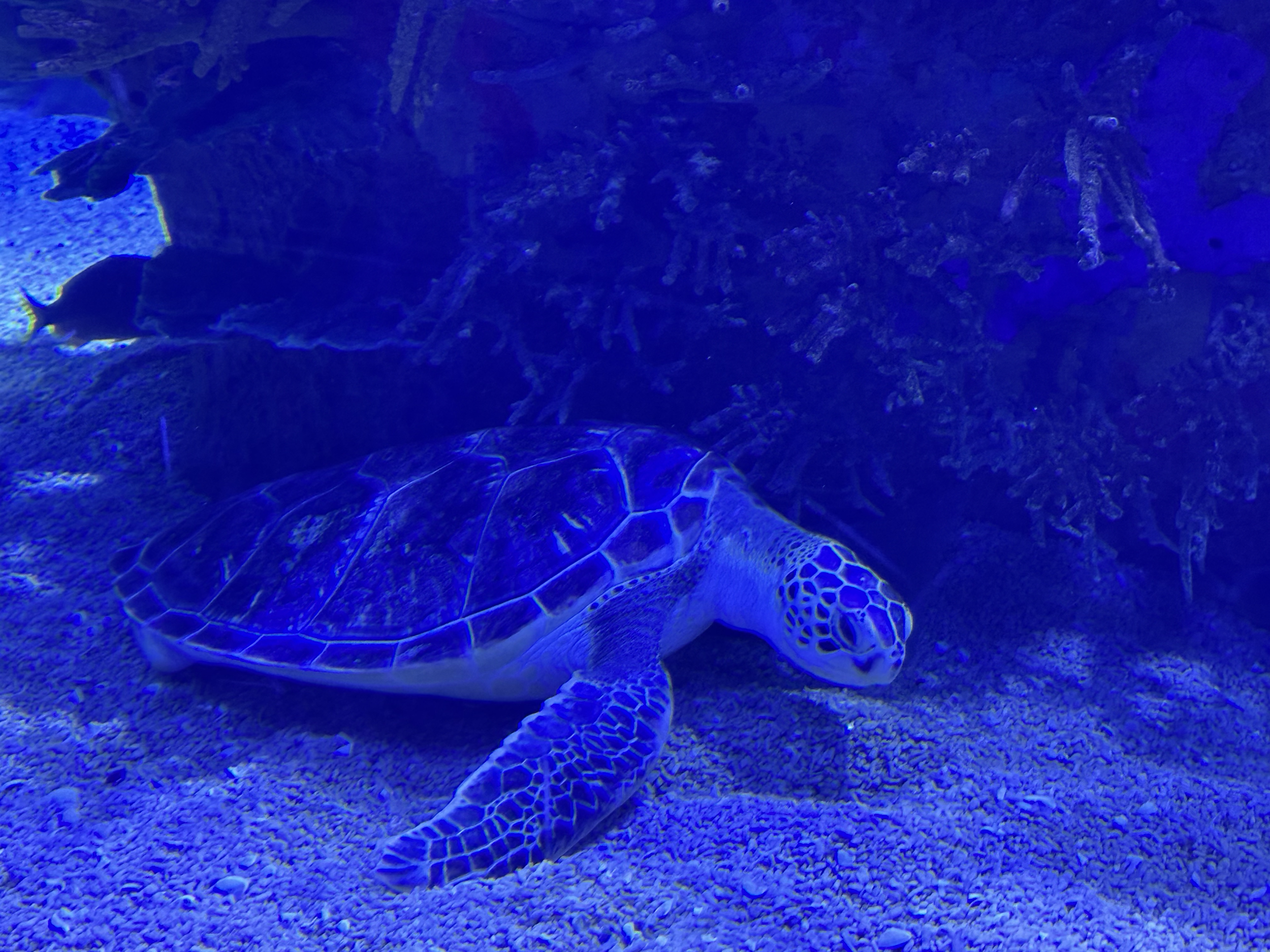 We found that the sea turtles were so inspiring for the kids...