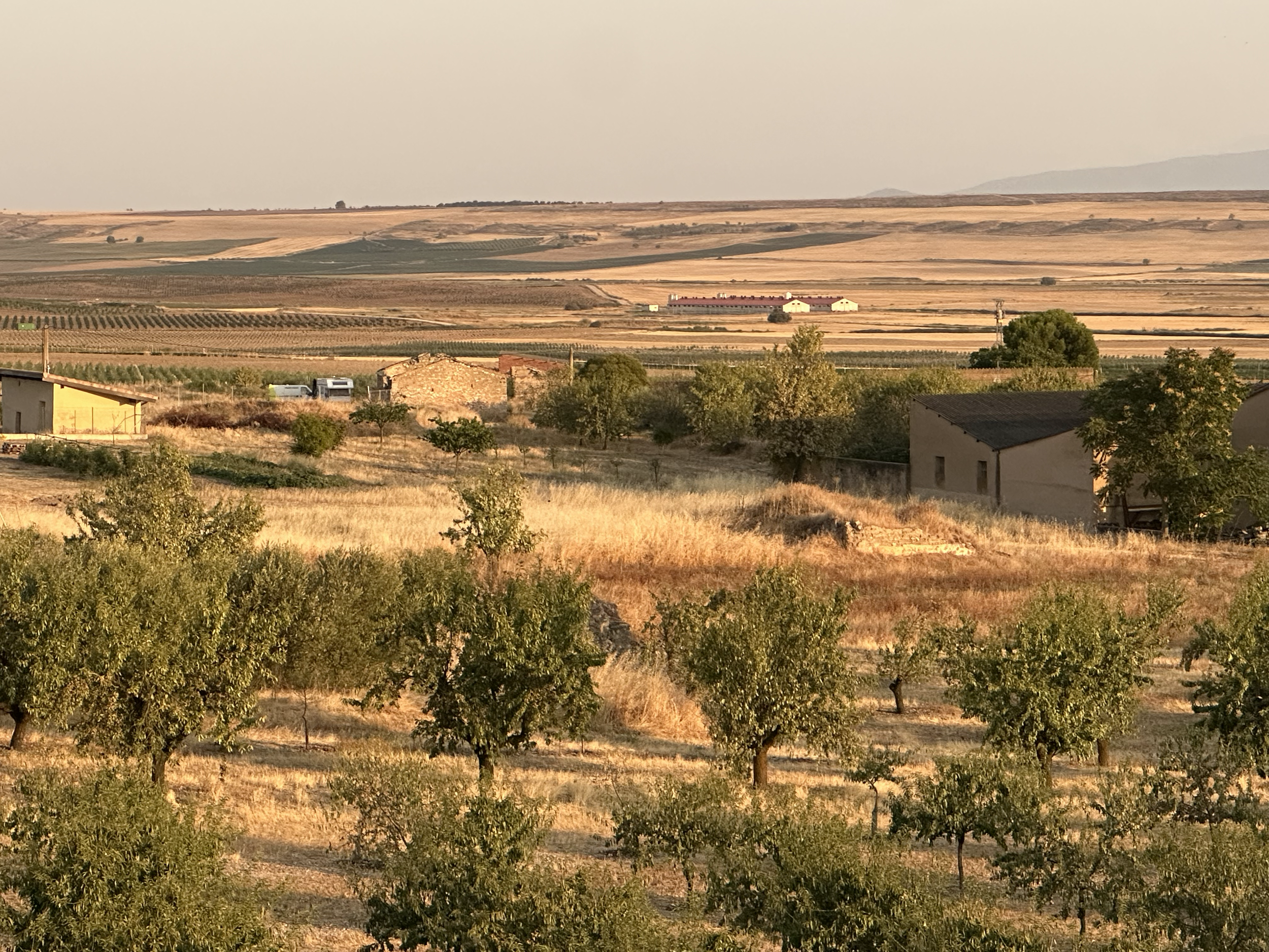 Even looking out at the fields, eveything looked golden.  Those are almond trees right around the house.