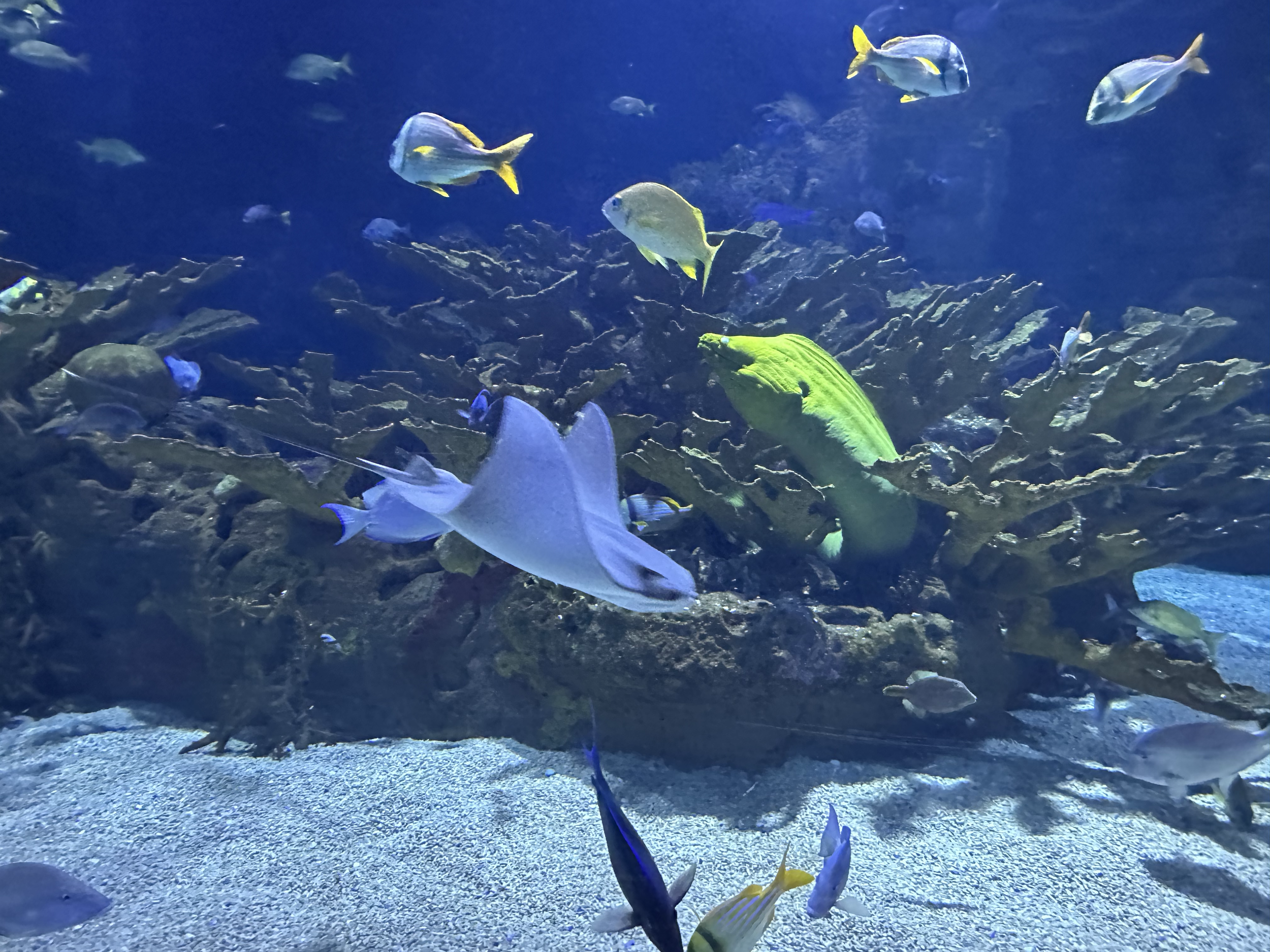 Joshua was on the lookout for this Green Moray Eel. He was super excited to find it.  Check out that stingray!
