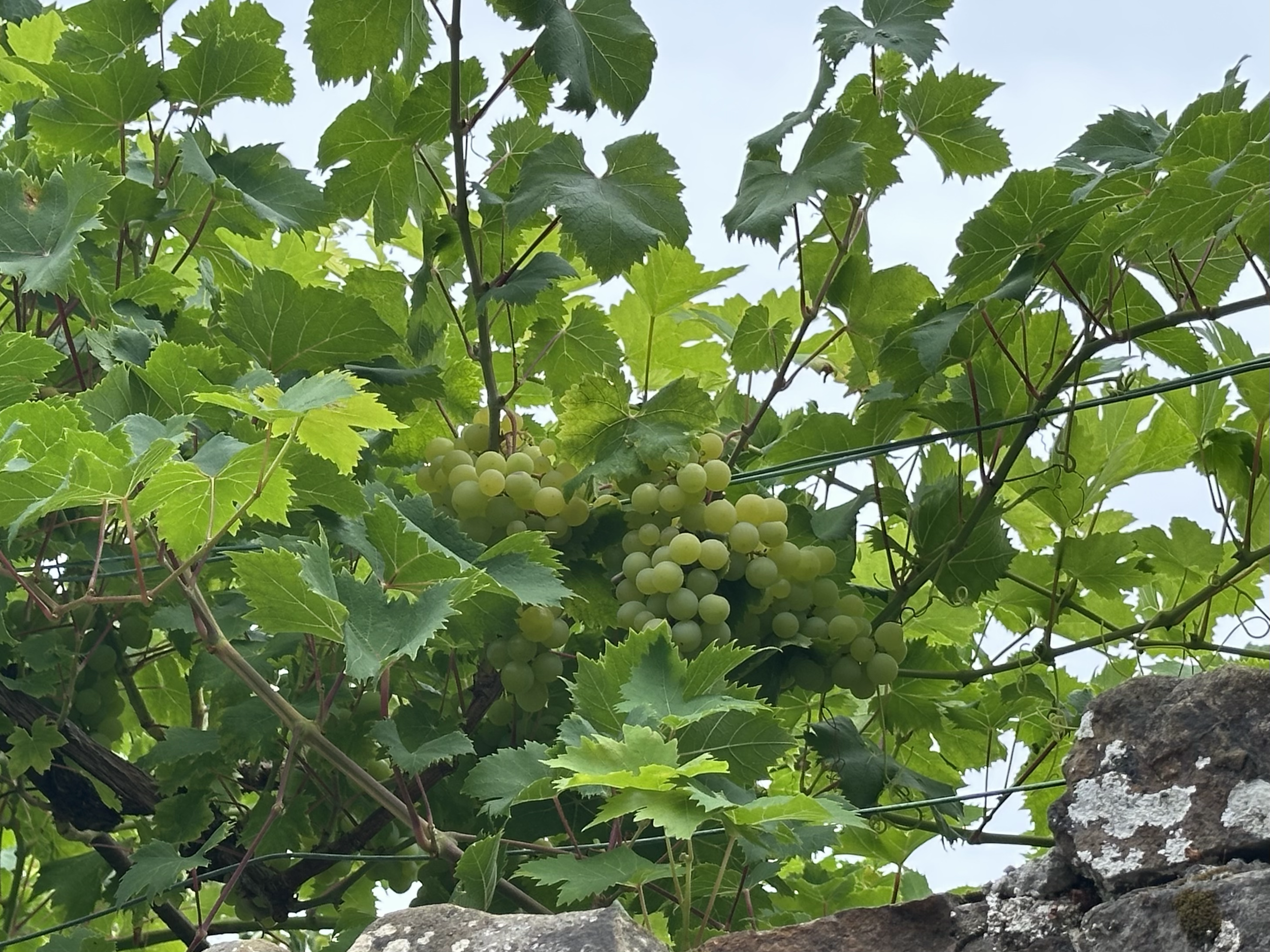Grapes growing along the way