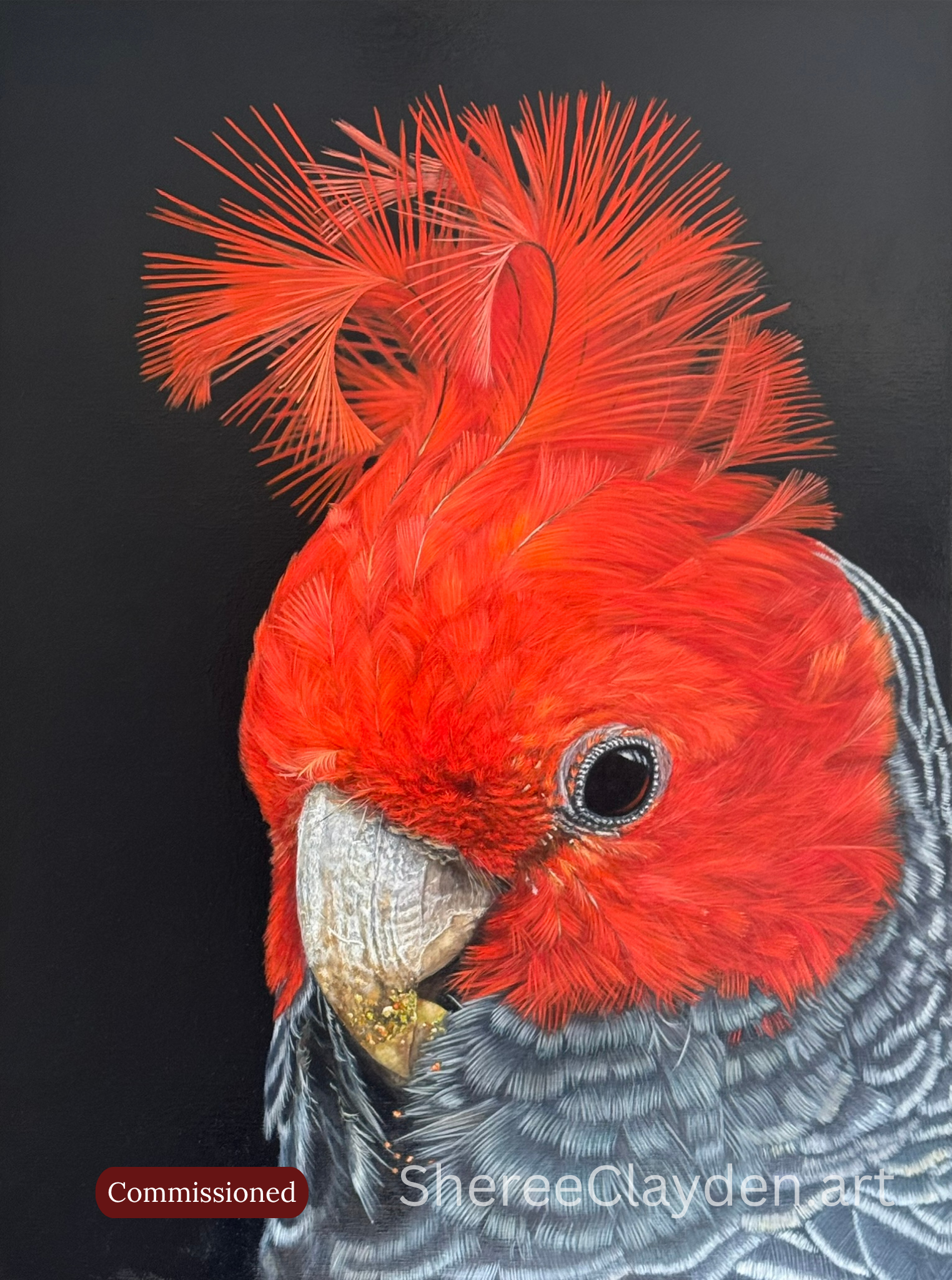 Sparky - Gang-gang Cockatoo

Sparky began with a request. After seeing Banjo, my Gang-gang cockatoo who went on to win the People's Choice Award at the Thirroul Art Festival 2026, a local couple asked if I could paint a Gang-gang of their own.

He st