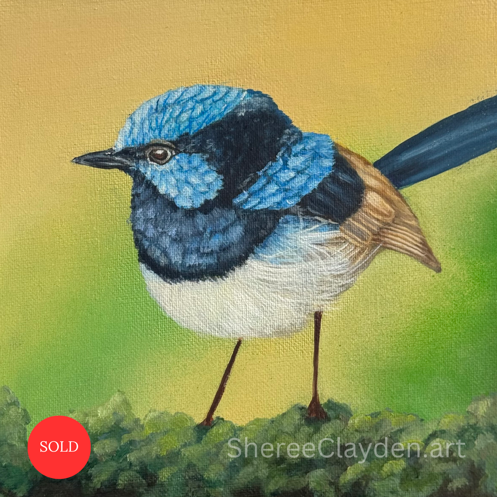 Archie - Superb fairy-wren

Archie came home with me from Tasmania, in a way.

Superb fairy-wrens seemed to be everywhere we went, these tiny flashes of brilliant blue darting through the landscape, and I completely fell in love with them. Then, once