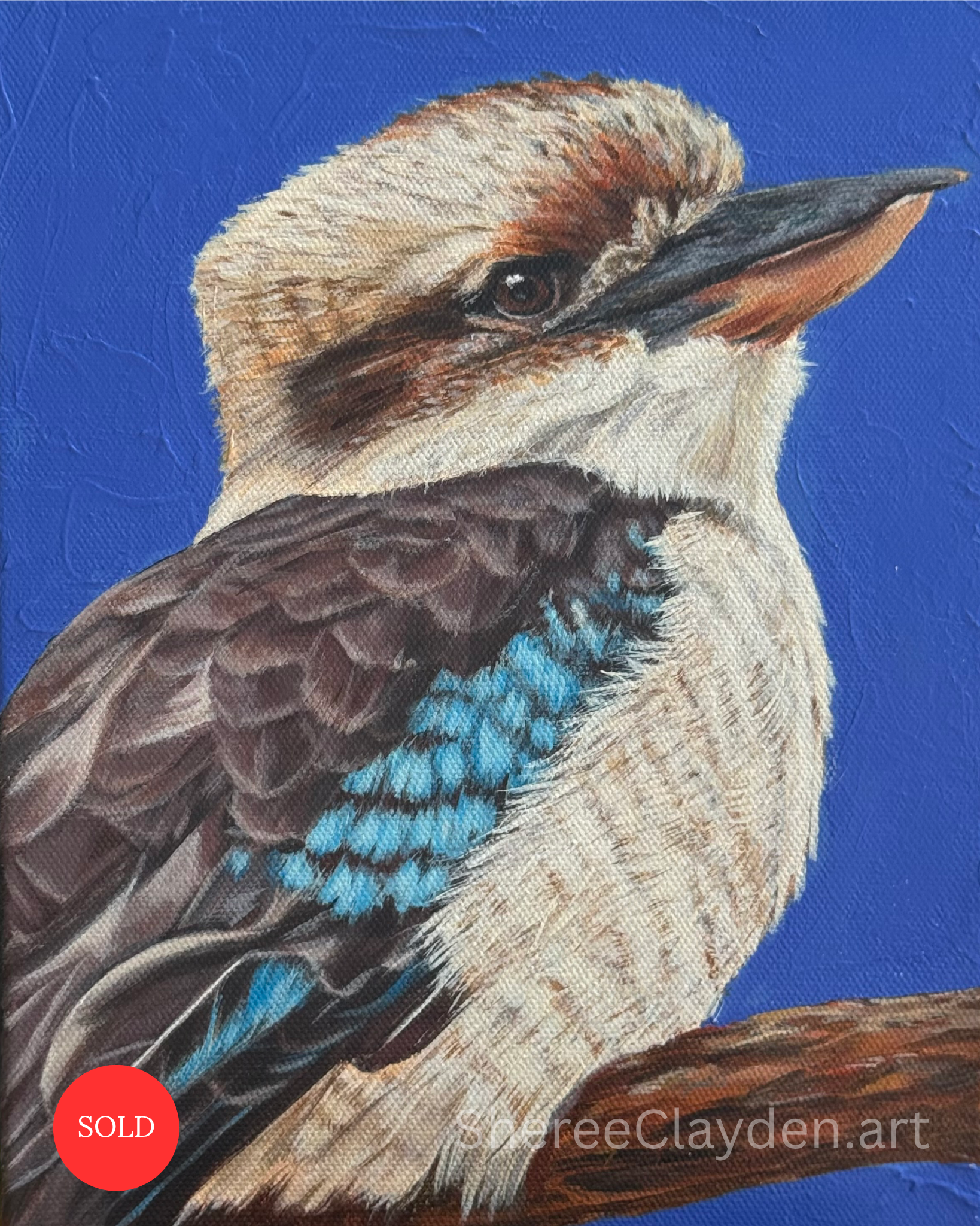 Kev - Kookaburra

Kookaburras have always been part of my world. Growing up, they were everywhere. Even now, when we're bushwalking they'll often follow us along, moving from tree to tree as though they're keeping an eye on things. I've come to think