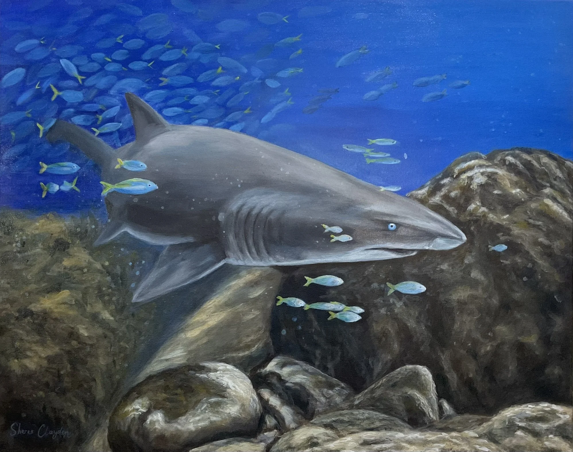 Grey nurse shark original wildlife painting by Australian artist Sheree Clayden