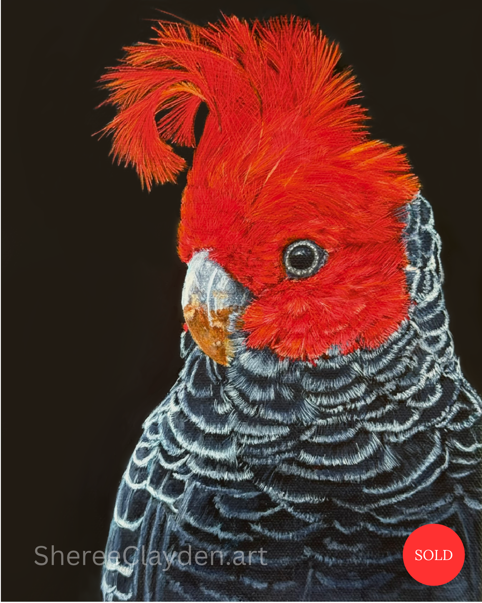 Rusty - Gang-gang Cockatoo

Rusty was my first Gang-gang cockatoo. I fell in love with the sheer red-ness of him. That incredible head and crest, the upright pose, the almost regal way he holds himself. He's not trying to impress anyone. He's just do