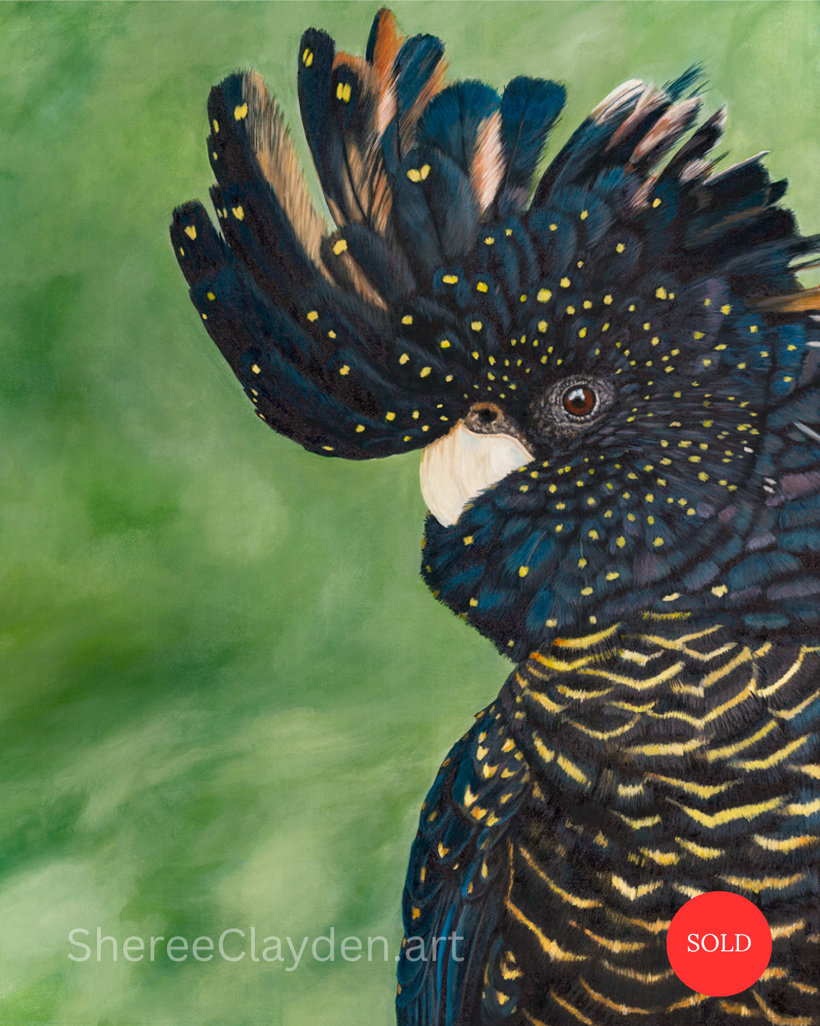 Kyah - Black-tailed Red Cockatoo

For my birthday last year, my husband surprised me with a black cockatoo encounter at Feathered Friends in Bargo. Birds I'd only ever watched high in the trees, or in photos, were suddenly sitting on my arm, landing 