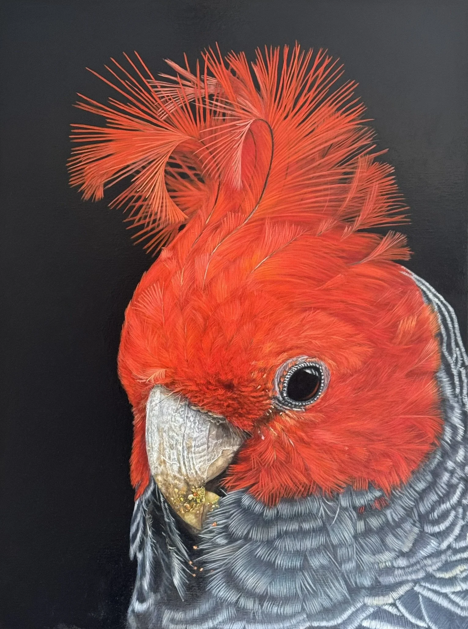 Gang-gang Cockatoo original wildlife painting titled Sparky by Australian artist Sheree Clayden