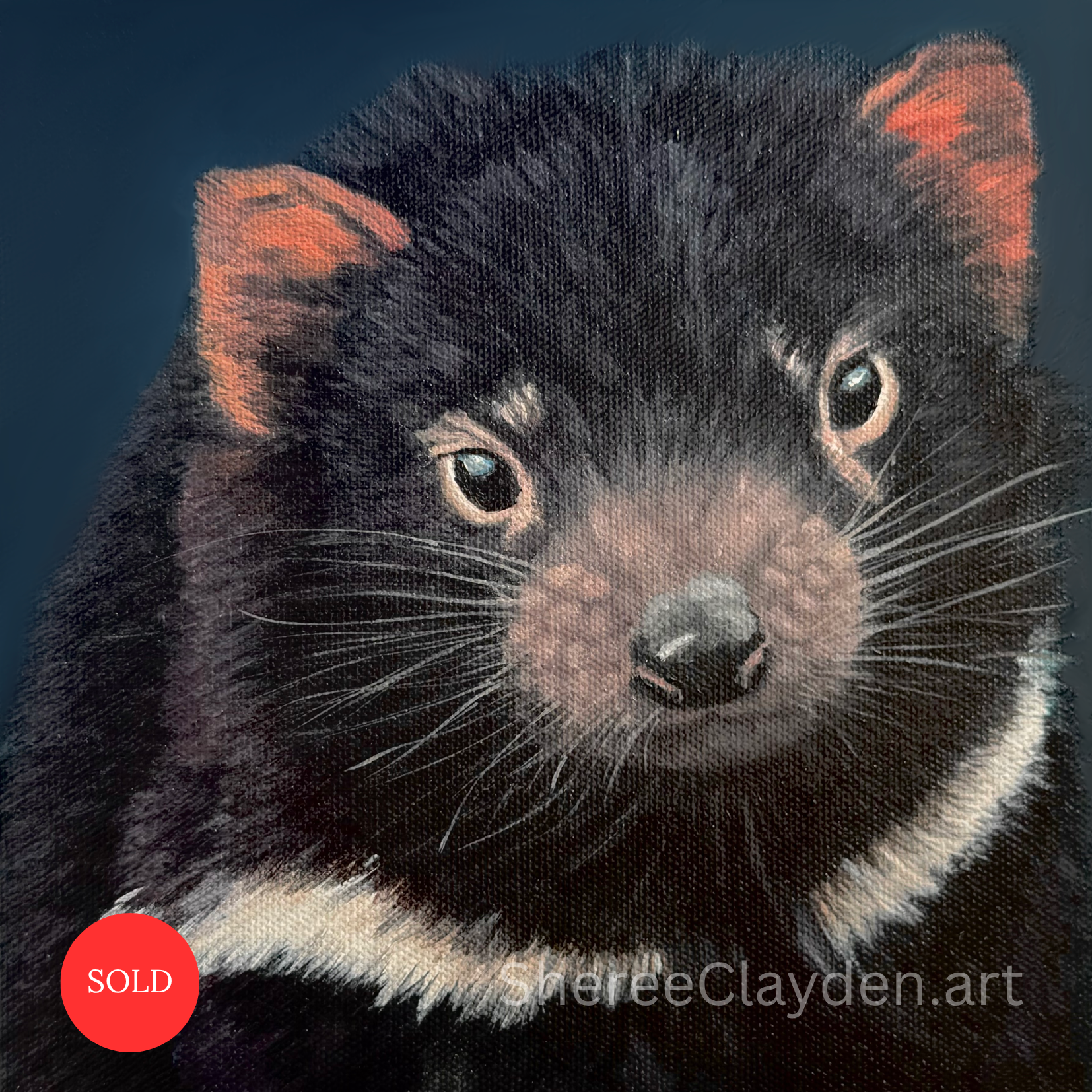 Trev - Tasmanian Devil

Trev is a baby Tasmanian devil, and I mean, look at that face. The first thing you notice is the eyes. Not fierce. Not wild. Just... watching.

We'd hoped to see devils in the wild while travelling around Tasmania. The night w