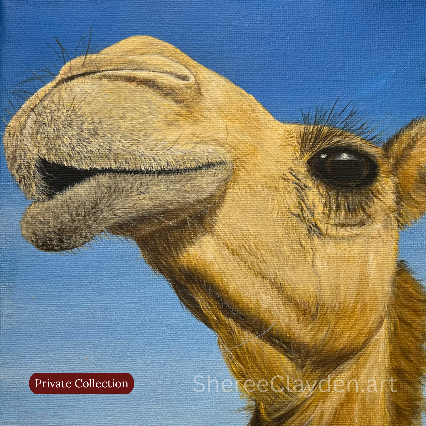 Camel original wildlife painting titled Camille by Australian artist Sheree Clayden