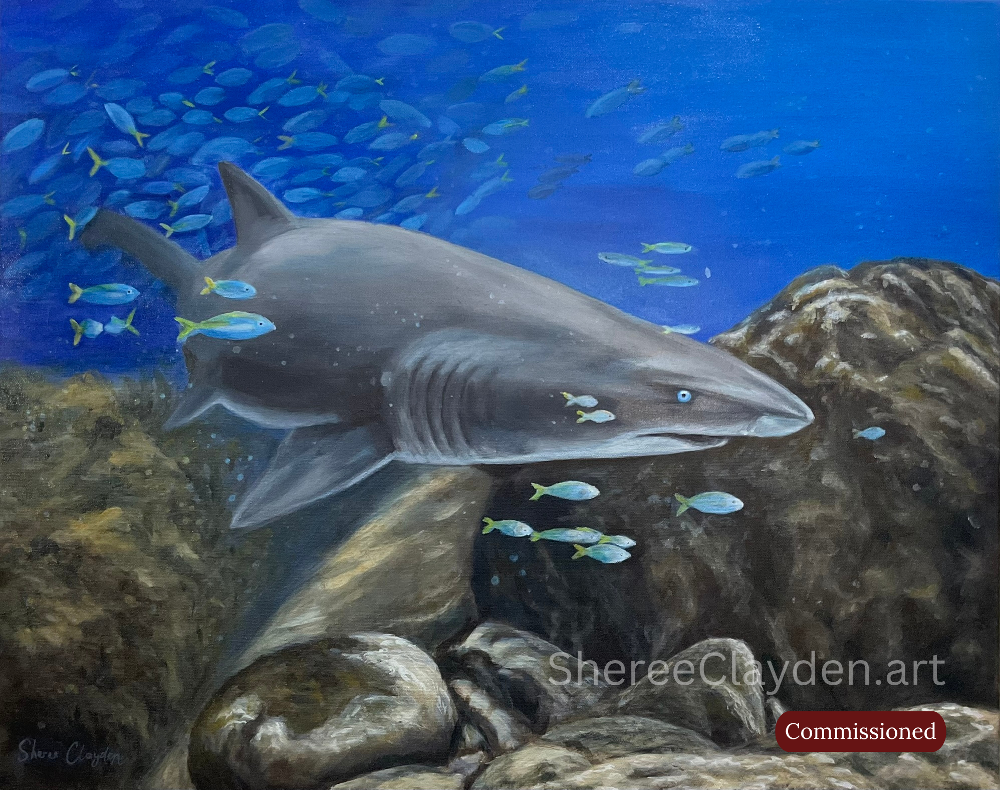 Grey nurse shark original wildlife painting by Australian artist Sheree Clayden