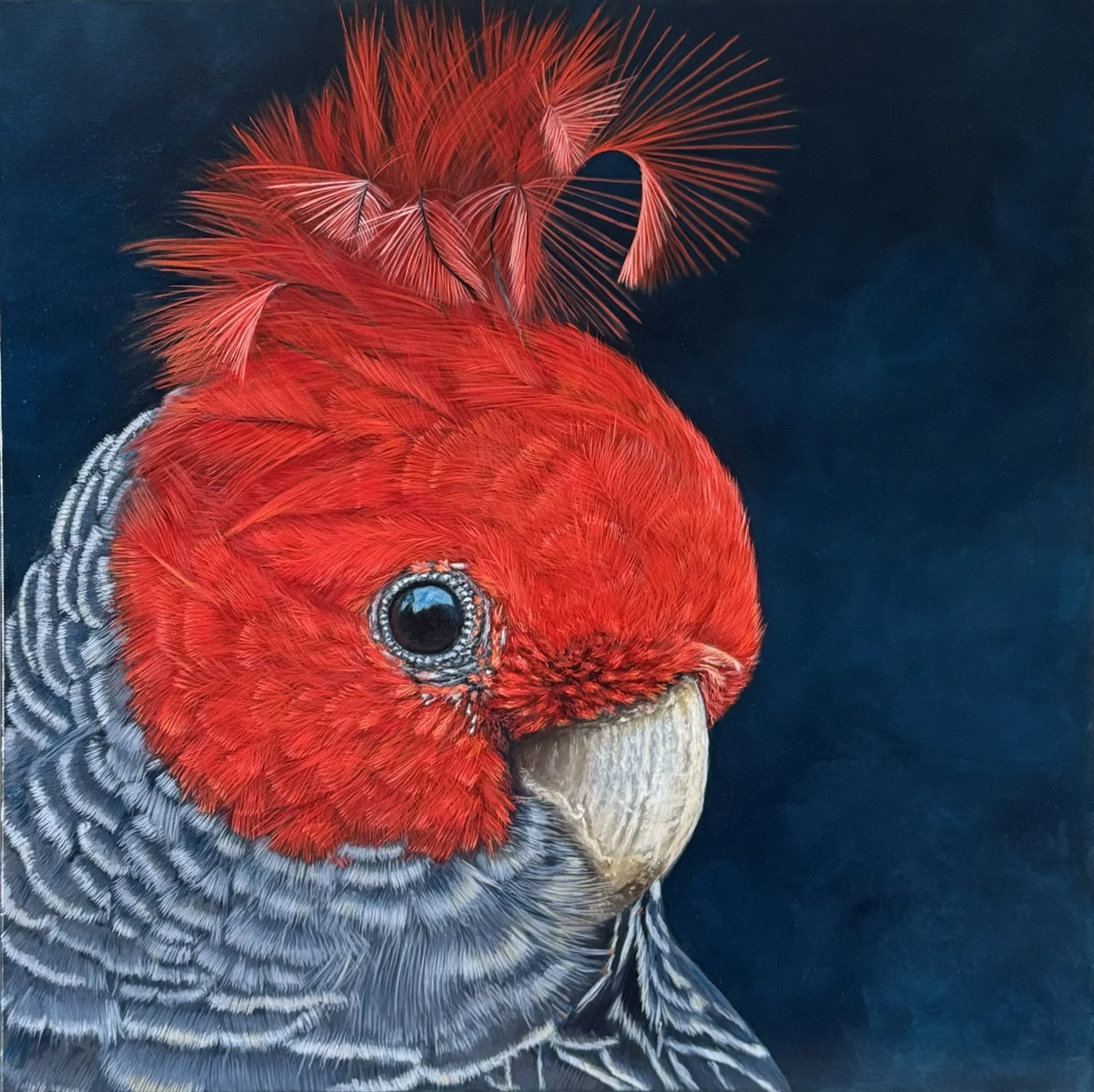 Gang-gang Cockatoo original wildlife painting titled Banjo by Australian artist Sheree Clayden