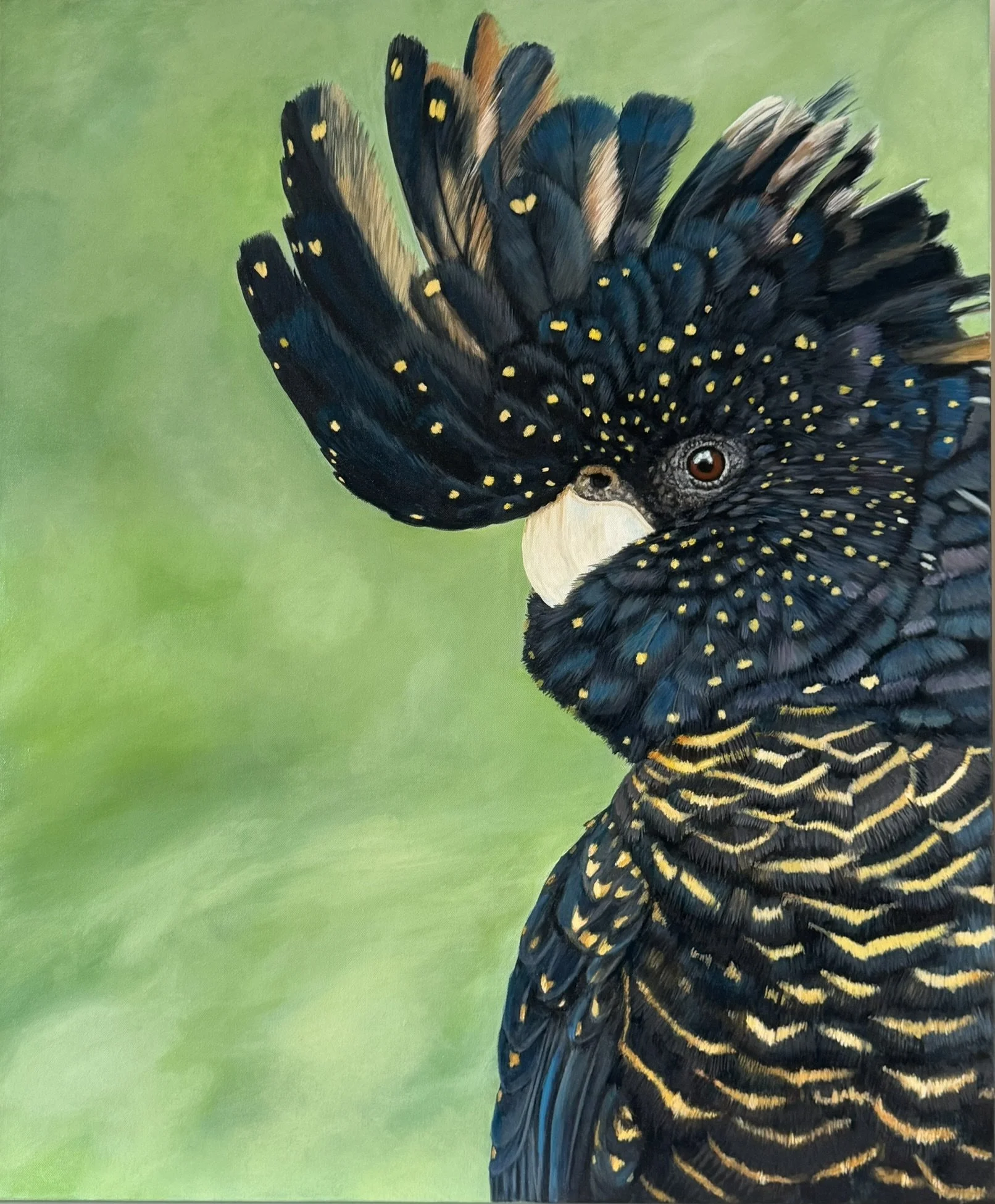 Red-tailed Black-Cockatoo original wildlife painting titled Kyah by Australian artist Sheree Clayden