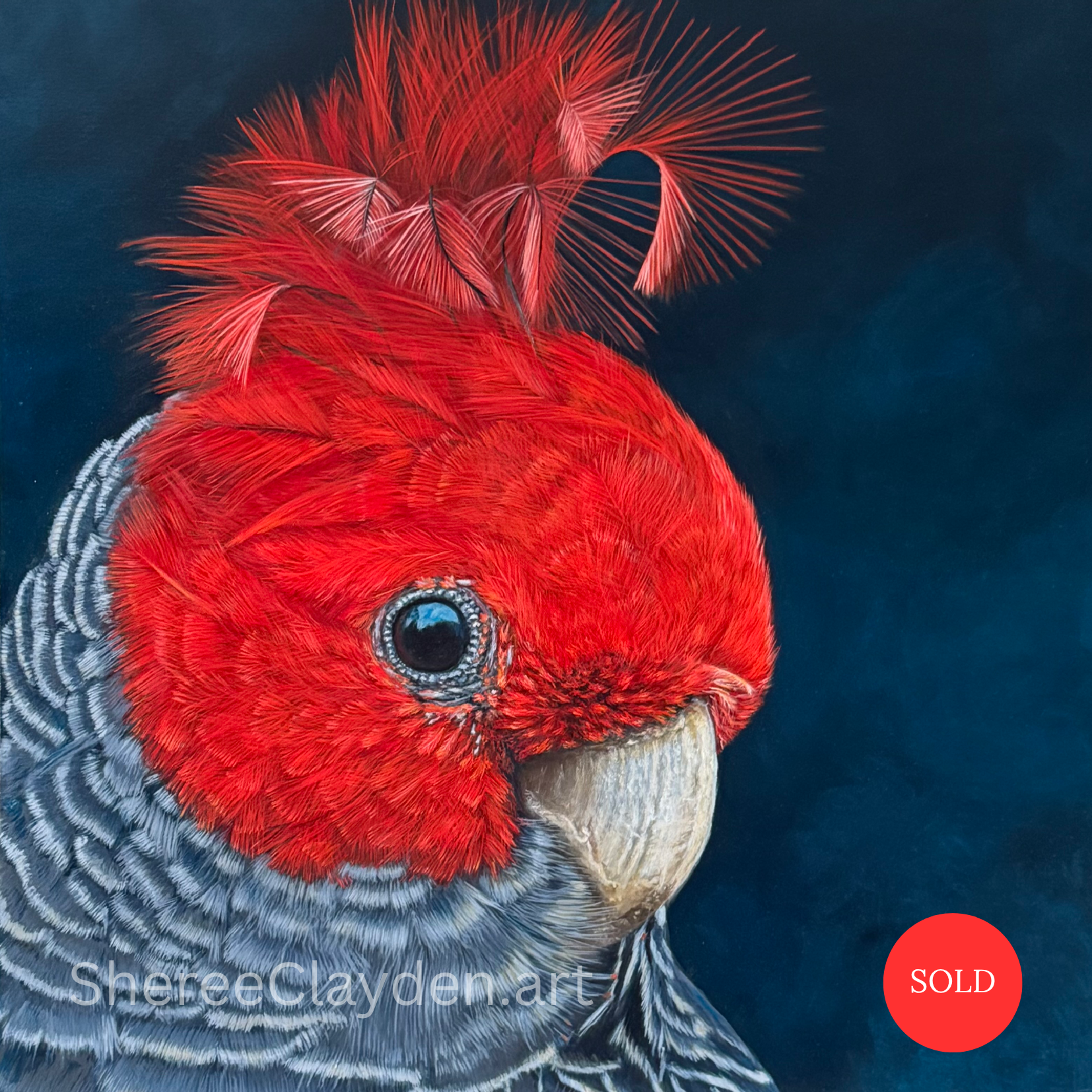 Banjo - Gang-gang Cockatoo

Banjo was my first large Gang-gang cockatoo painting, and I wanted him to be impossible to ignore.

That extraordinary scarlet head against the darkness, the wild sweep of his crest, the intricate grey barring of his feath