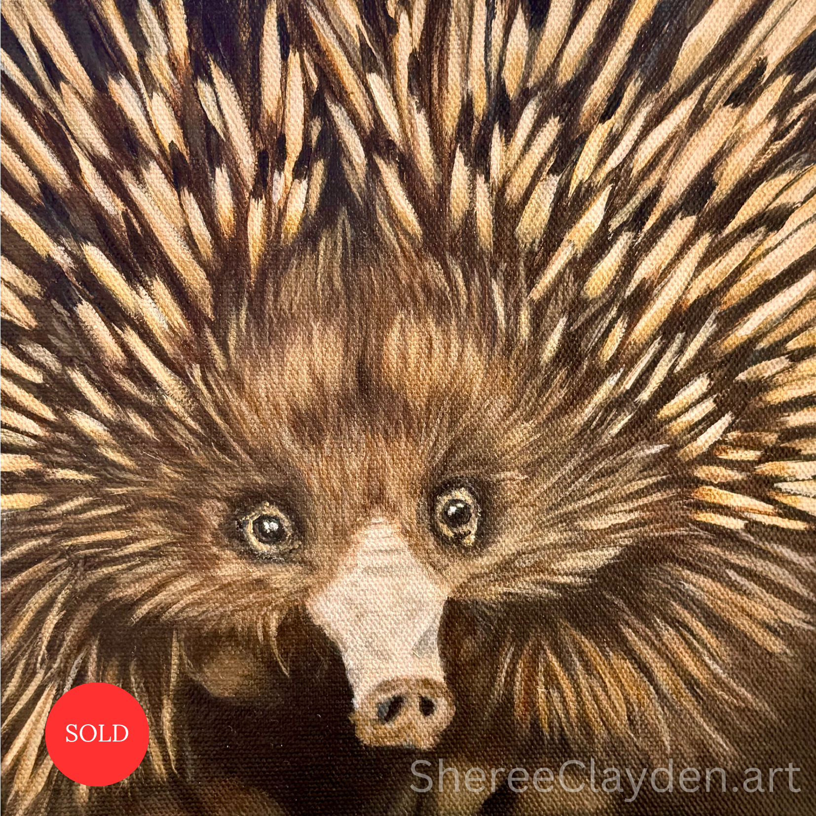 Spike - Echidna

We were in Tasmania when we spotted an echidna waddling along the side of the road. We pulled the car over just to watch him, completely absorbed in that determined little walk as he went about his business.

Then we came home and I 