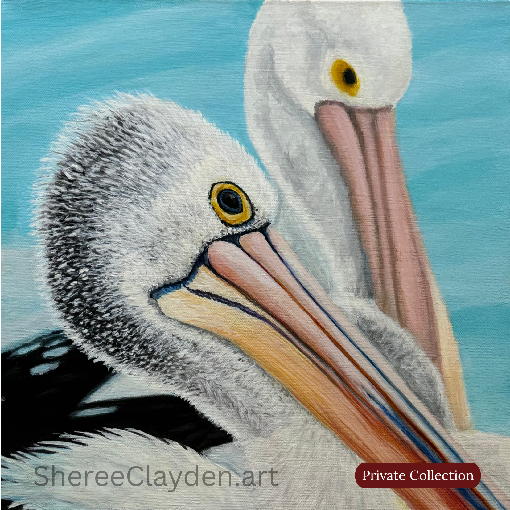 The Pelicans

There's something about a pelican. Enormous, unhurried, completely unbothered by the world around them.
Australian pelicans are extraordinary. They're Australia's largest flying bird and have the longest bill of any bird in the world. T