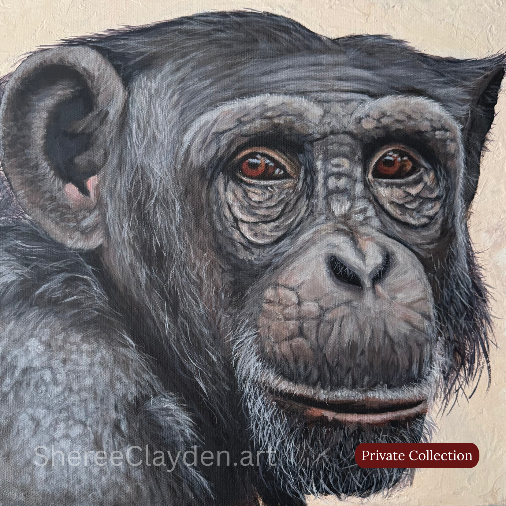 Harry looks like he has something to say.

That serious face, those deep brown eyes, looking straight at you as though he's waiting for you to understand. There's something incredibly special about chimpanzees: intelligent, expressive, and so familia