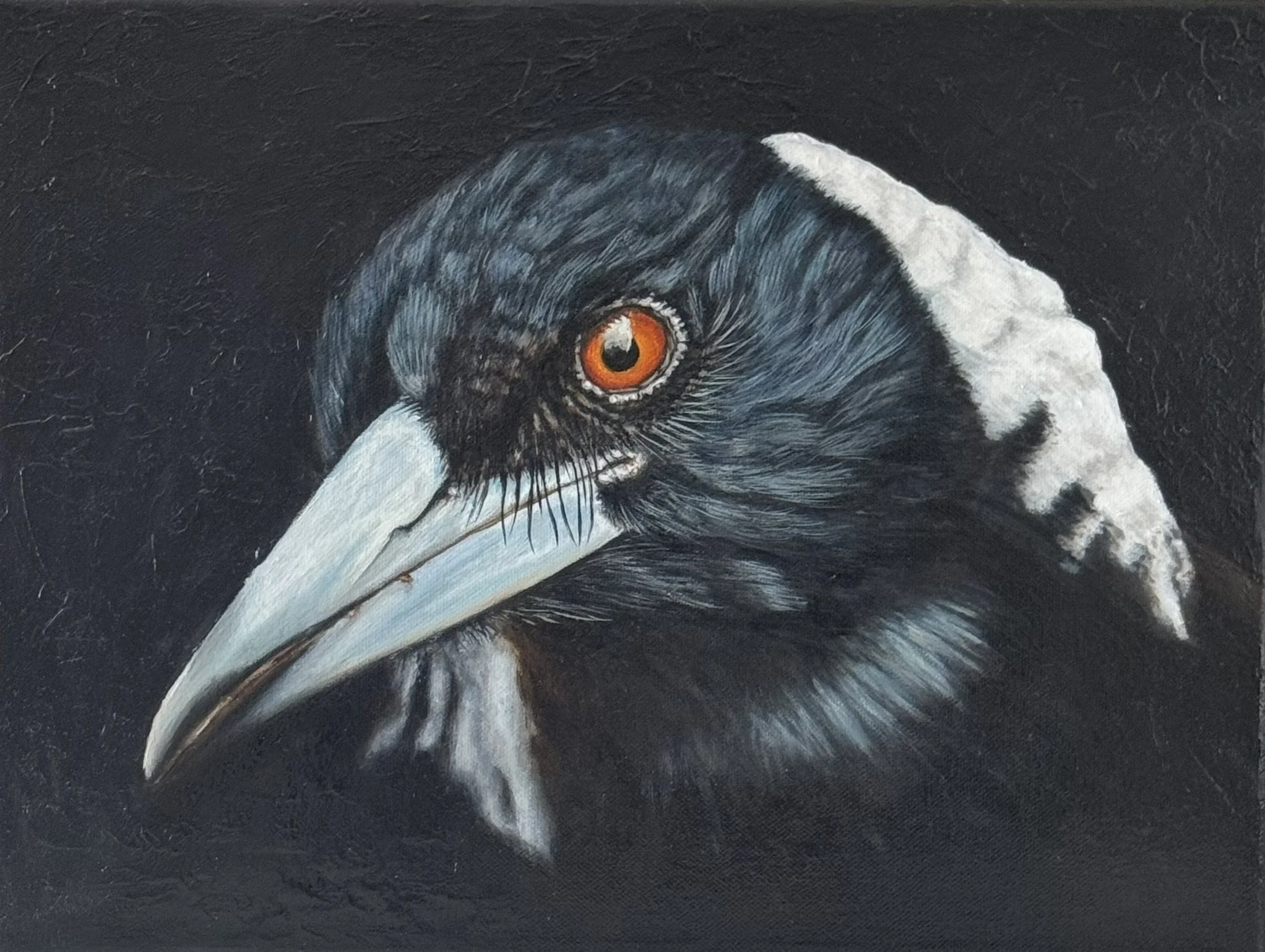 Alby - Australian Magpie