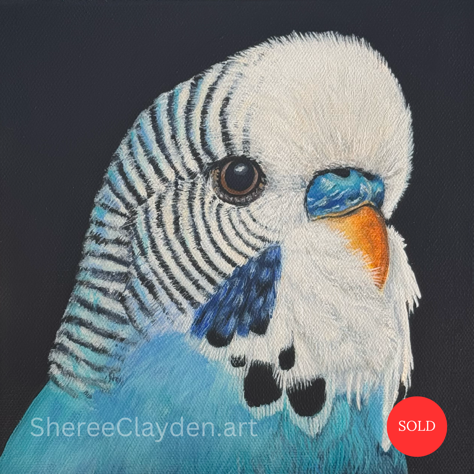 Billy - Budgerigar

Billy takes me straight back to childhood. We always had birds growing up, including budgies. They started out in cages inside before Dad built them an aviary, so birds, wild and not, have always been part of my life.

I love Bill
