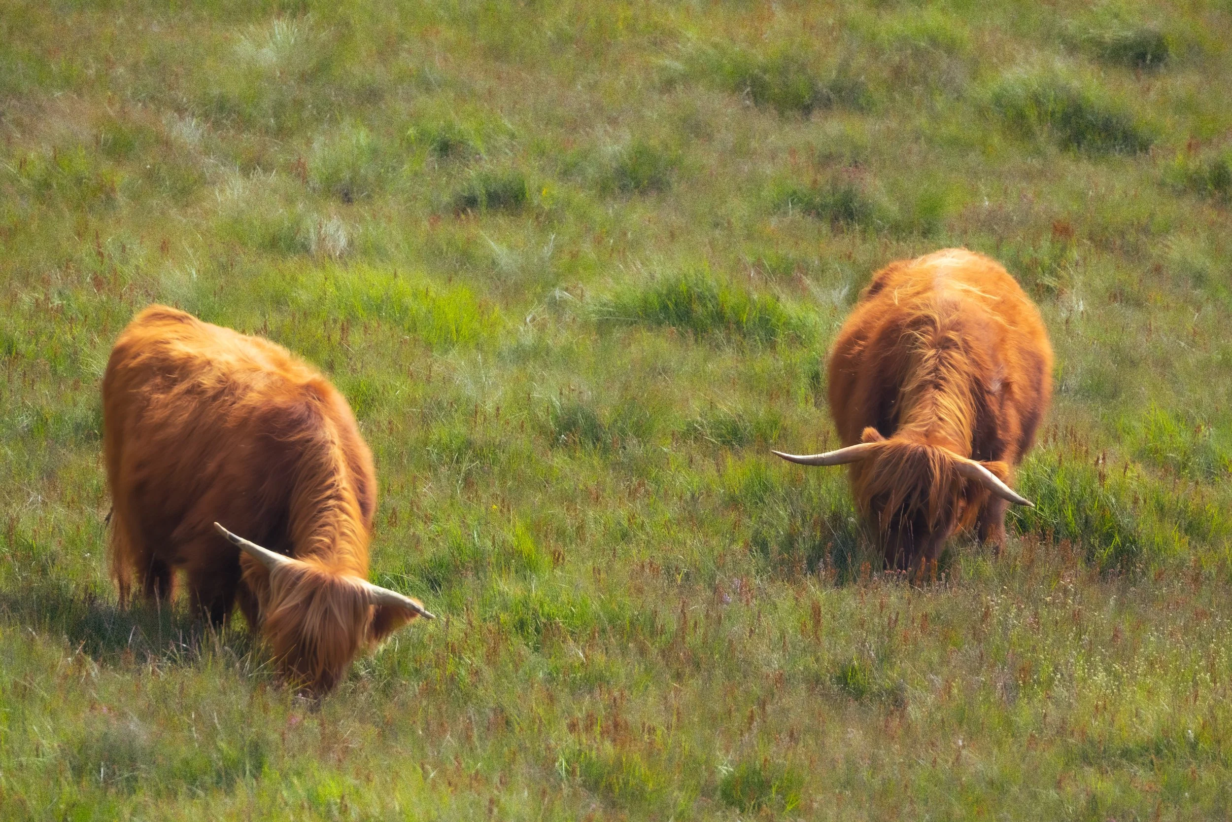 DSC_3805.jpg