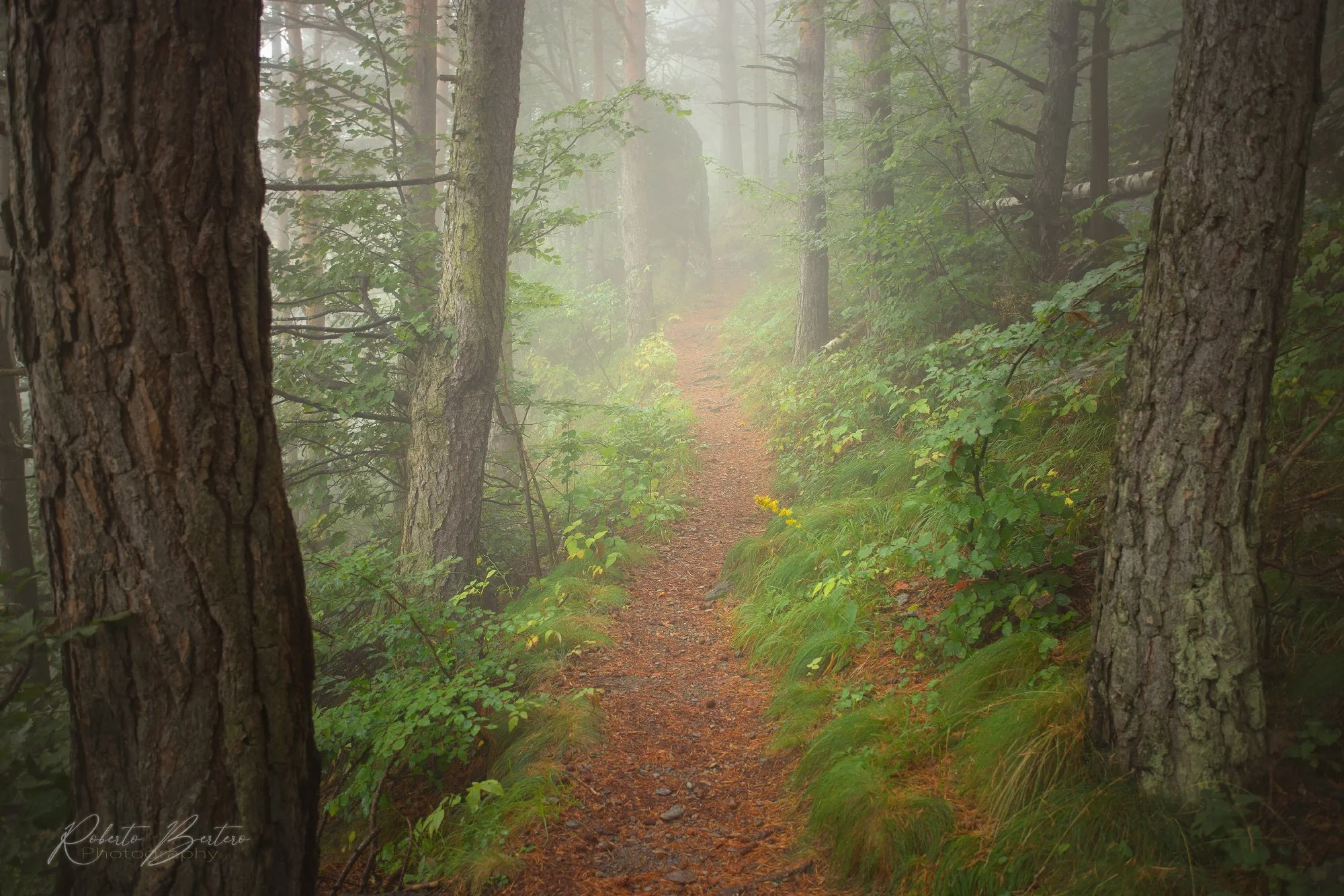 The Secret Path.jpg