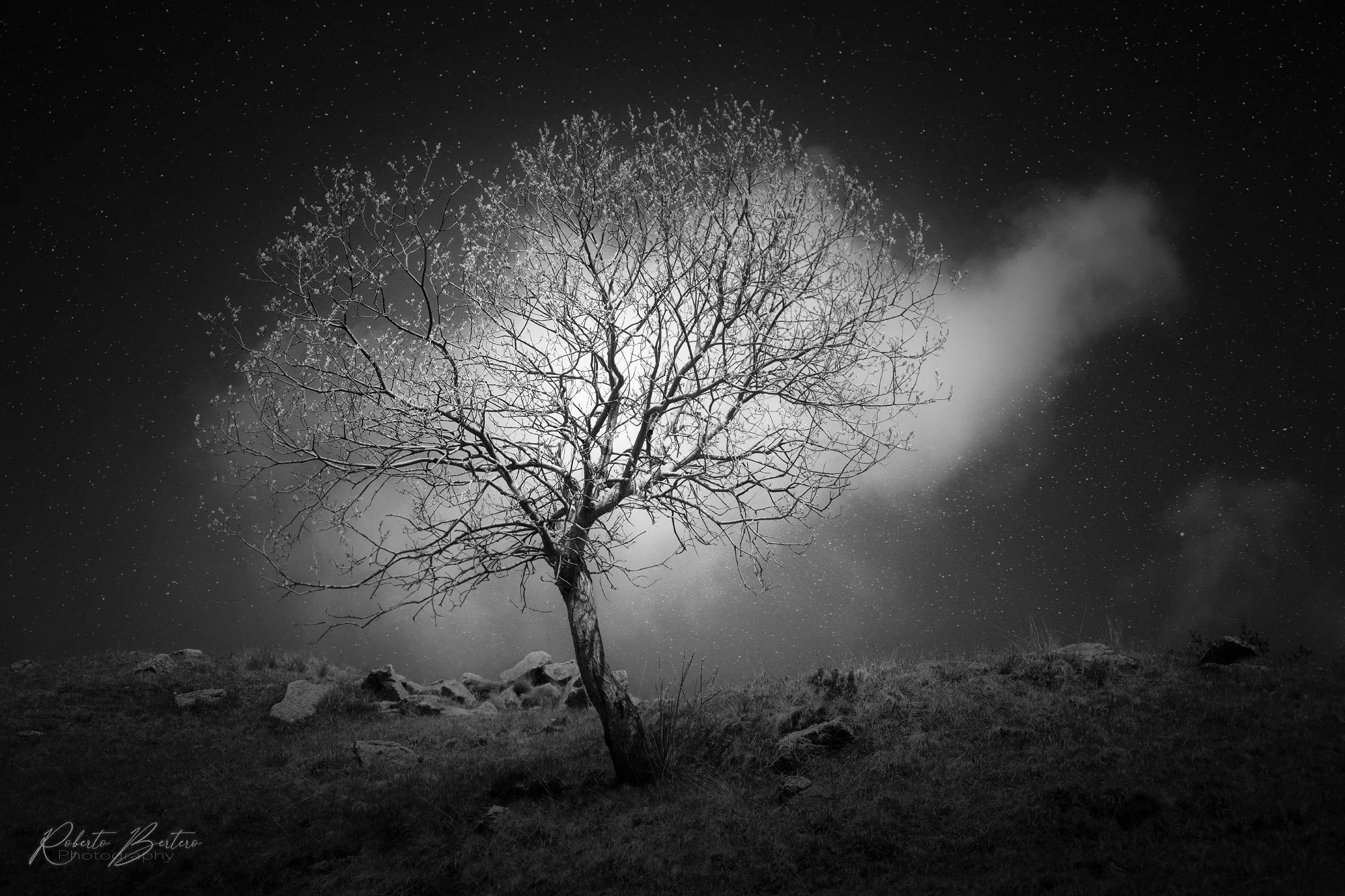 The Tree and the Cloud