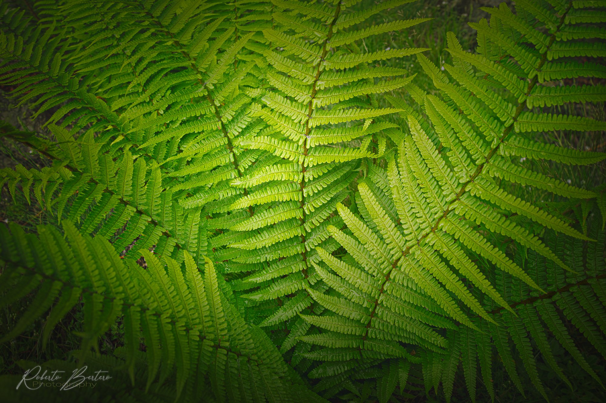 Into the Green