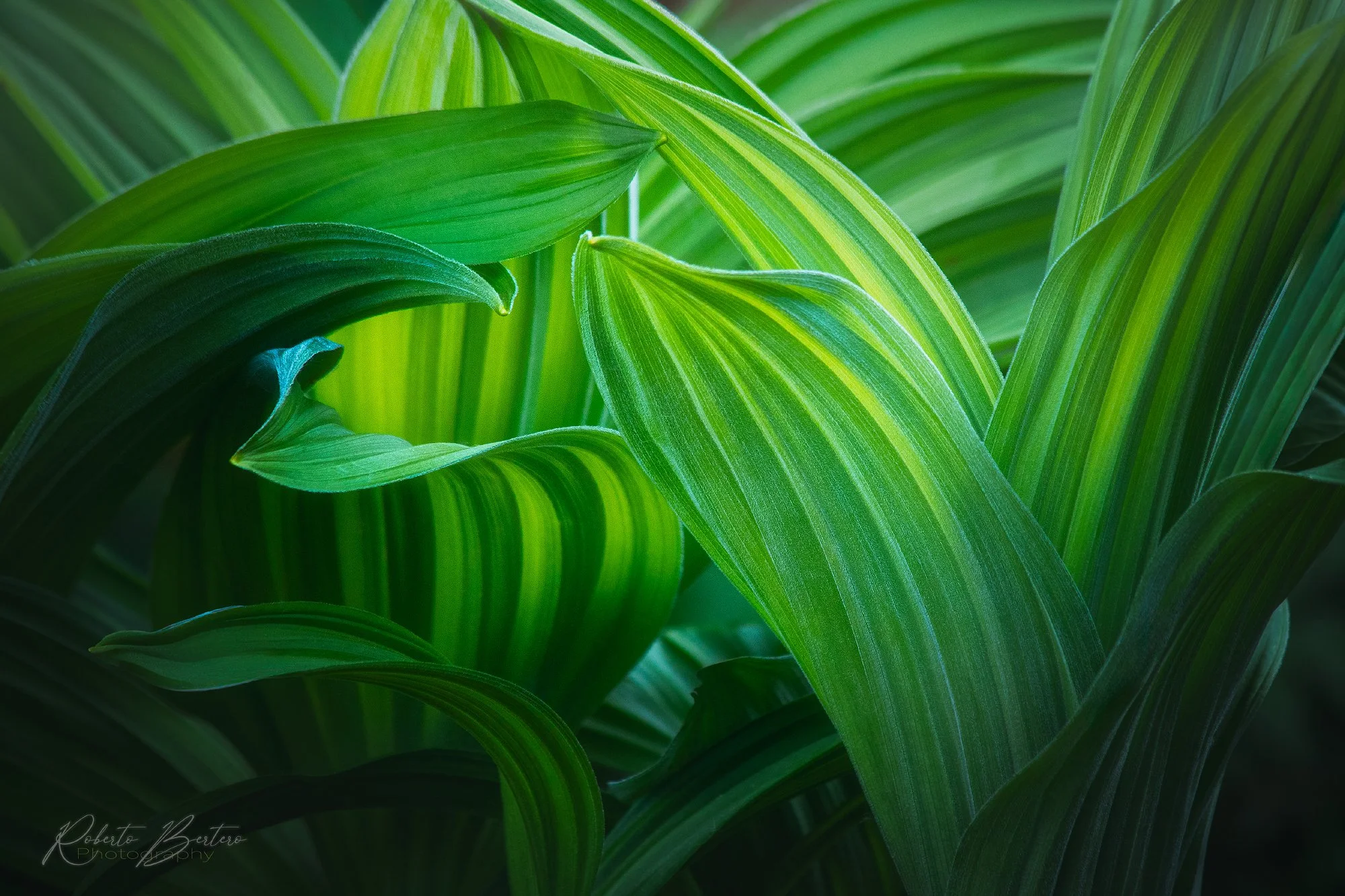 Green Chiaroscuro