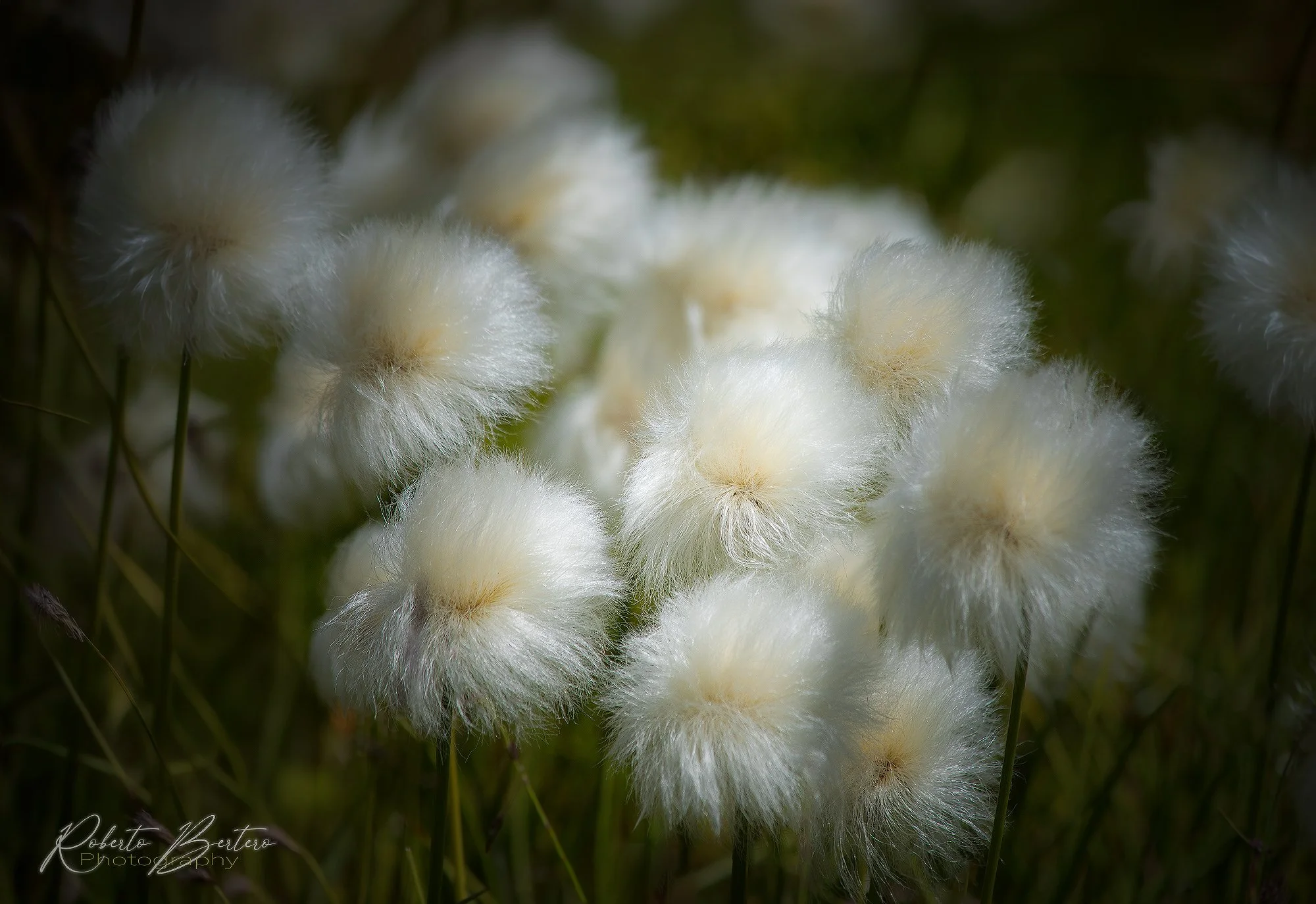 Softness