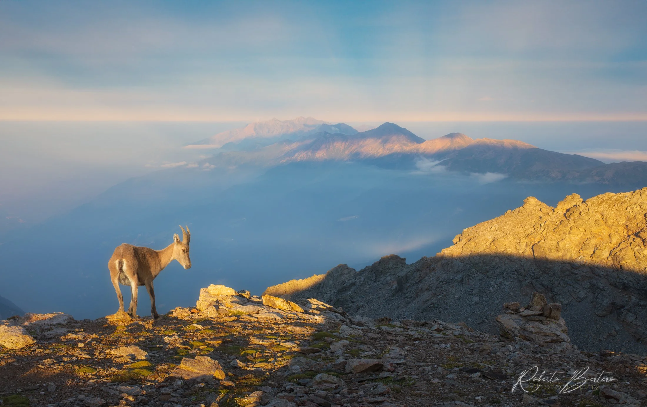 Ibex at Sunset