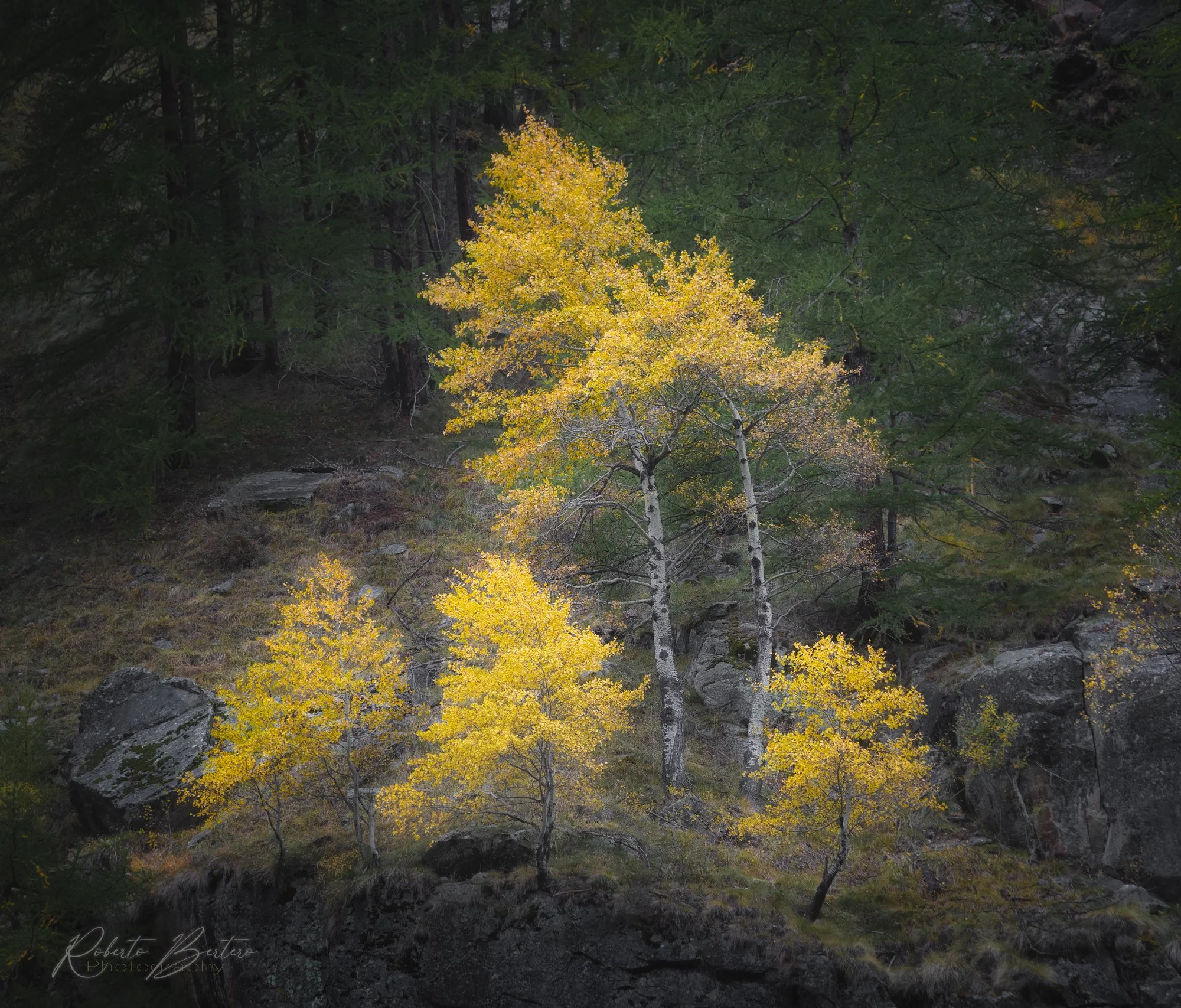 The Yellows Trees