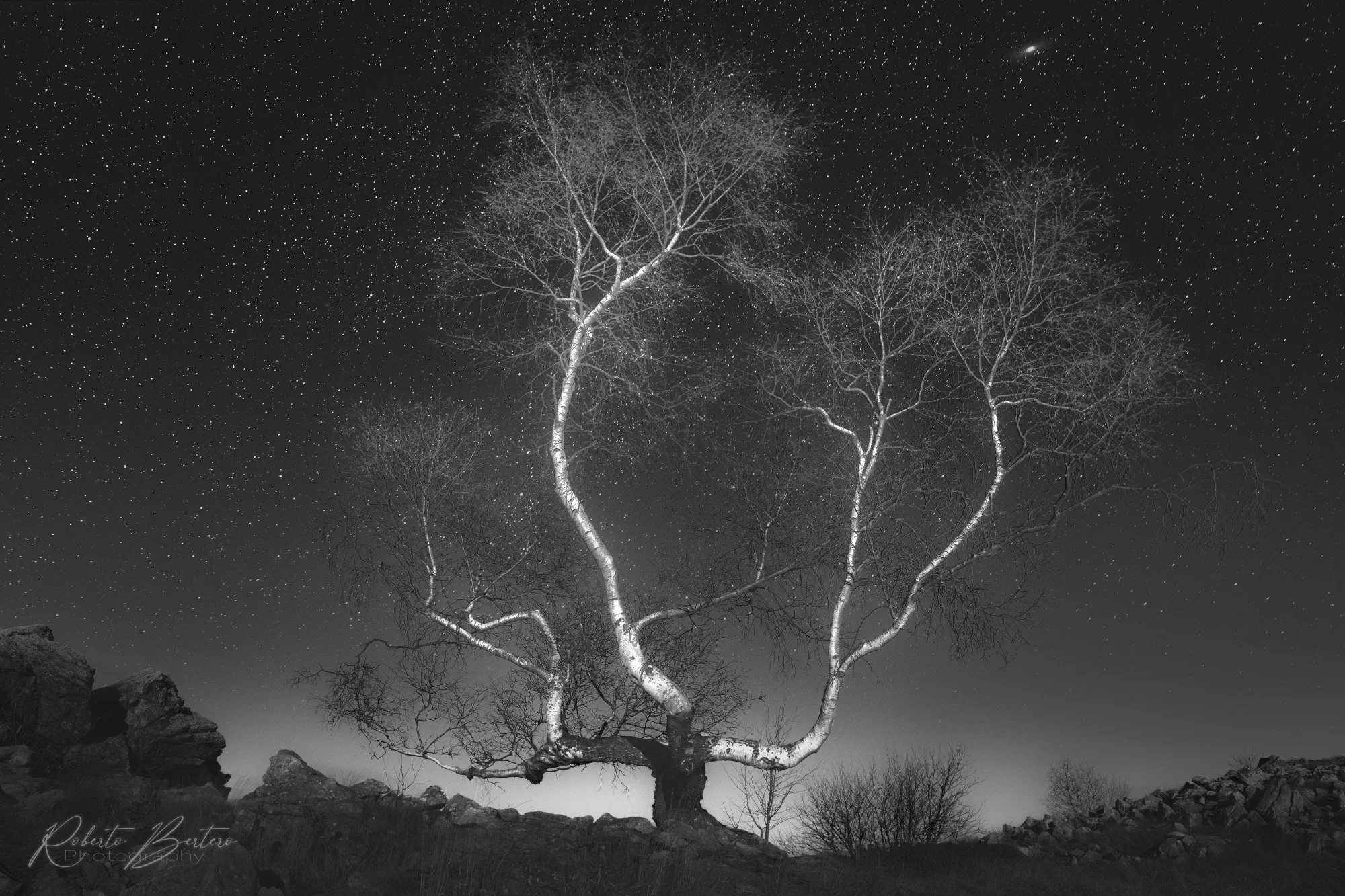 Branches in the Night